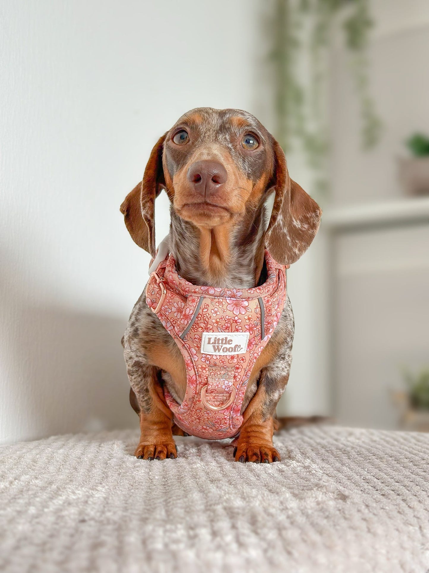 Rustic Rose - 3 click dog harness