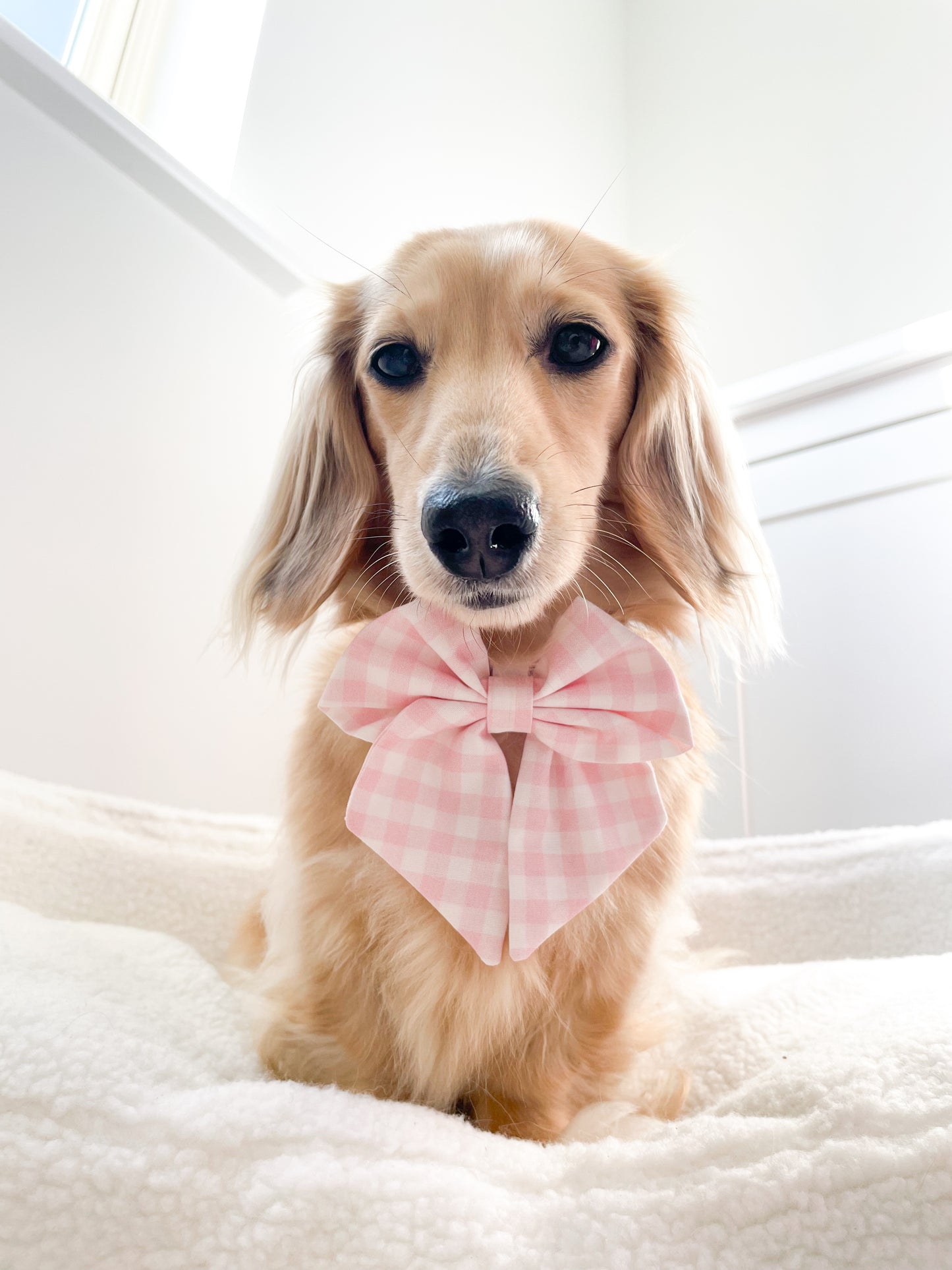 Blossom sailor bow