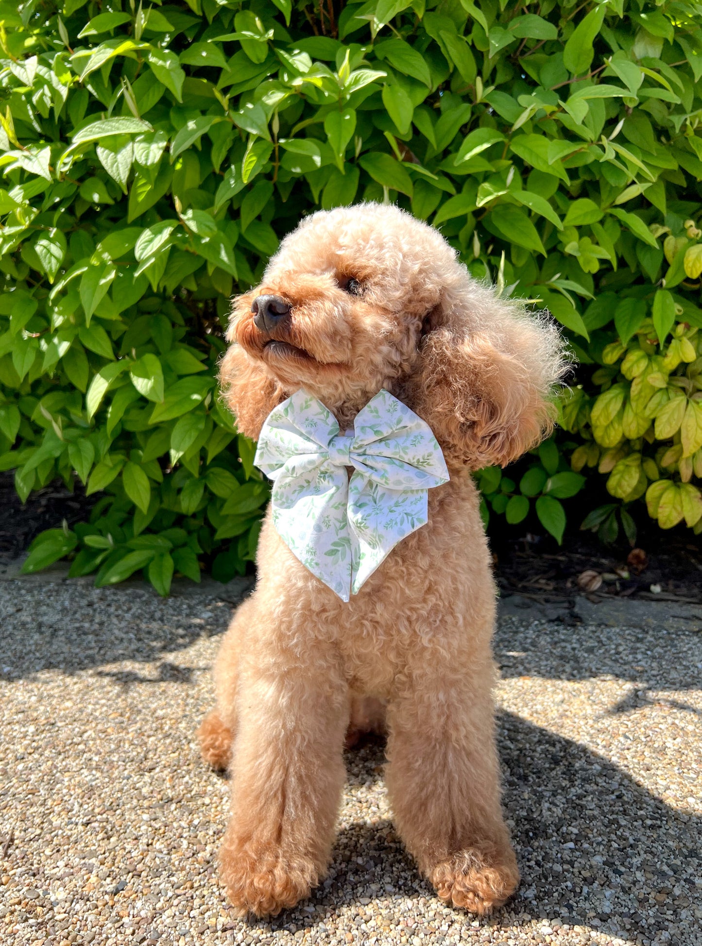 Botanical garden sailor bow