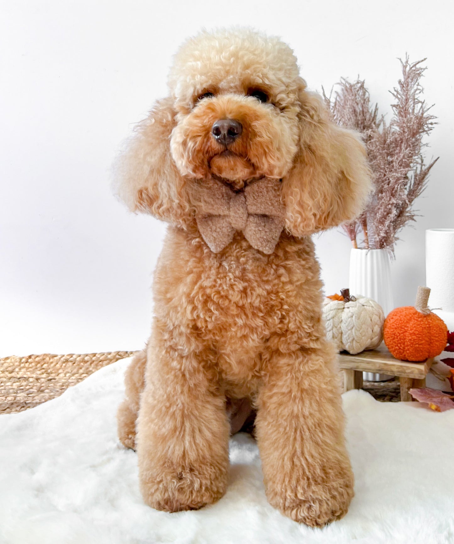 Rupert Teddy Bear bow