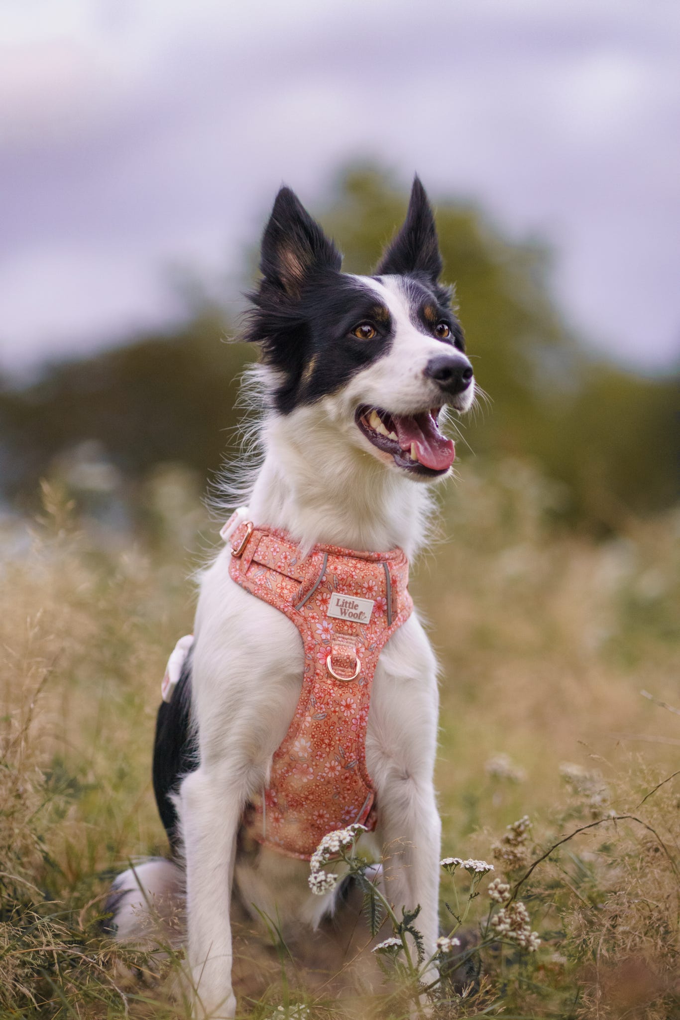 Rustic Rose - 3 click dog harness