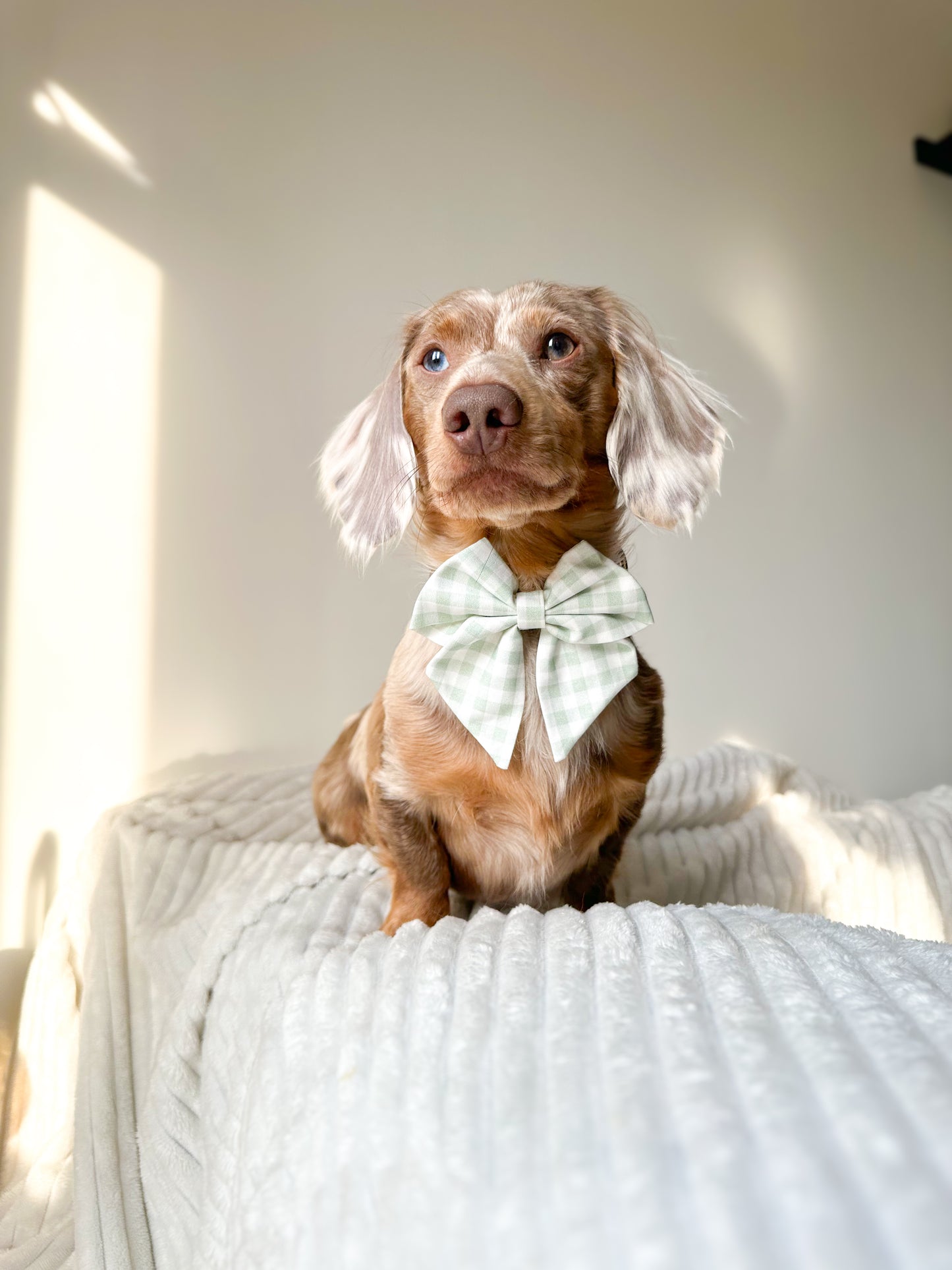 Evergreen check sailor bow
