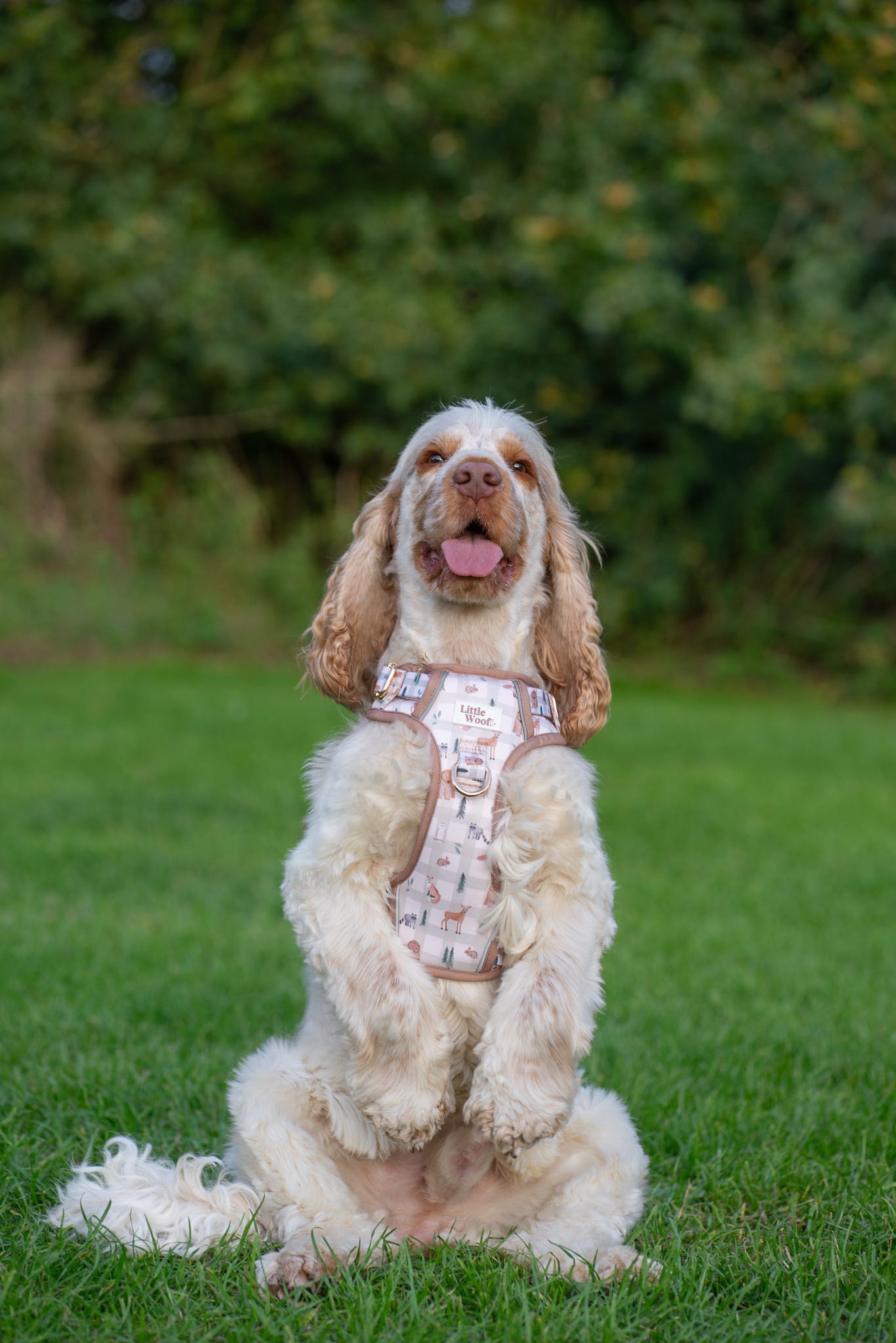 Woodland walkies - 3 click dog harness