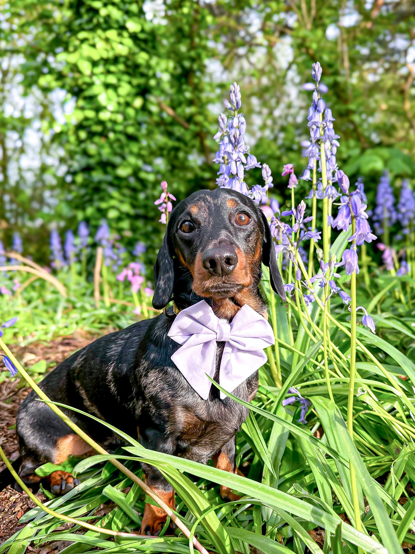 Lila sailor bow