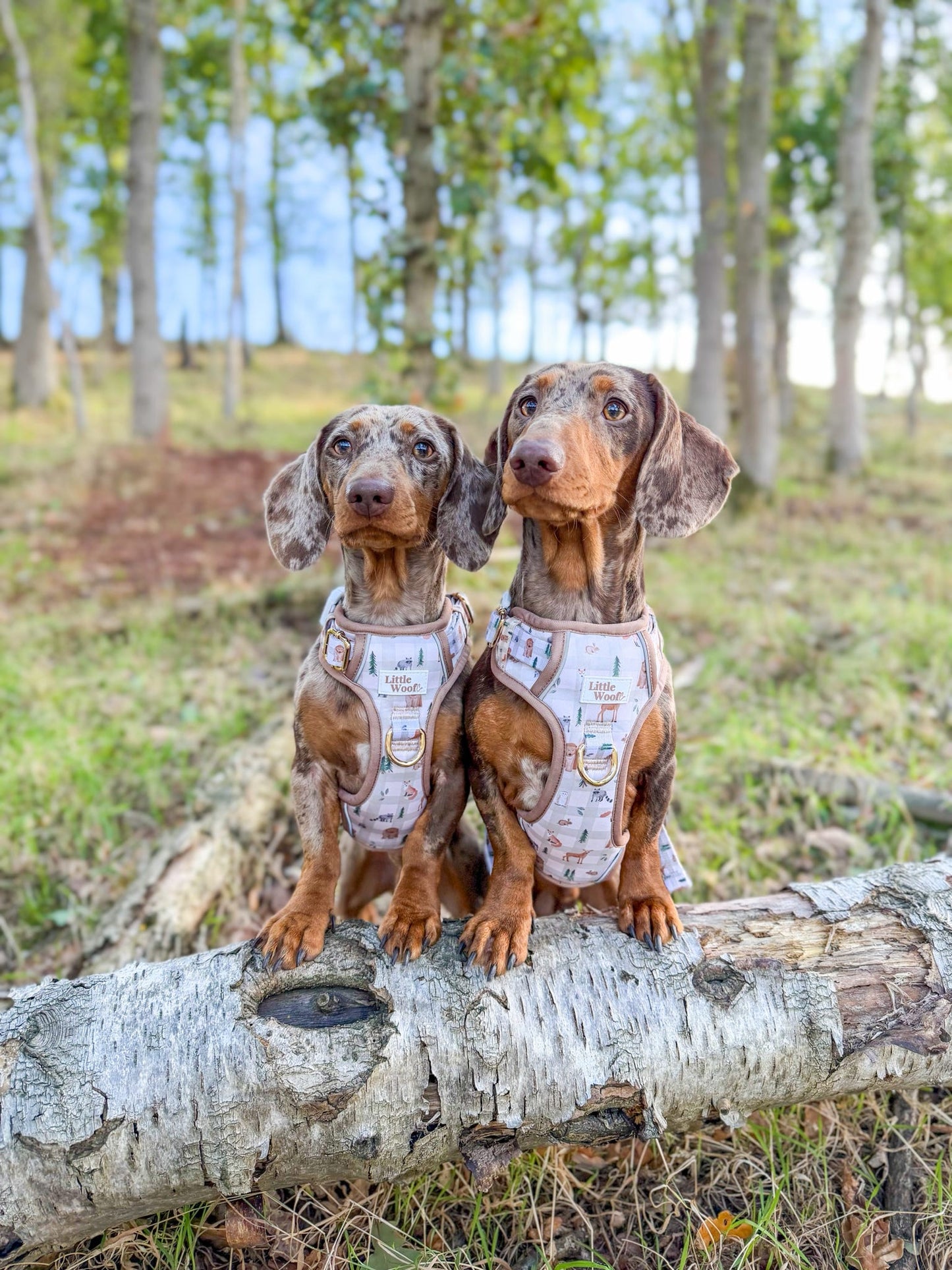 Woodland walkies - 3 click dog harness