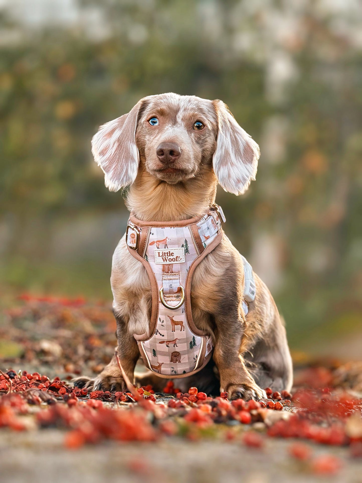 Woodland walkies - 3 click dog harness