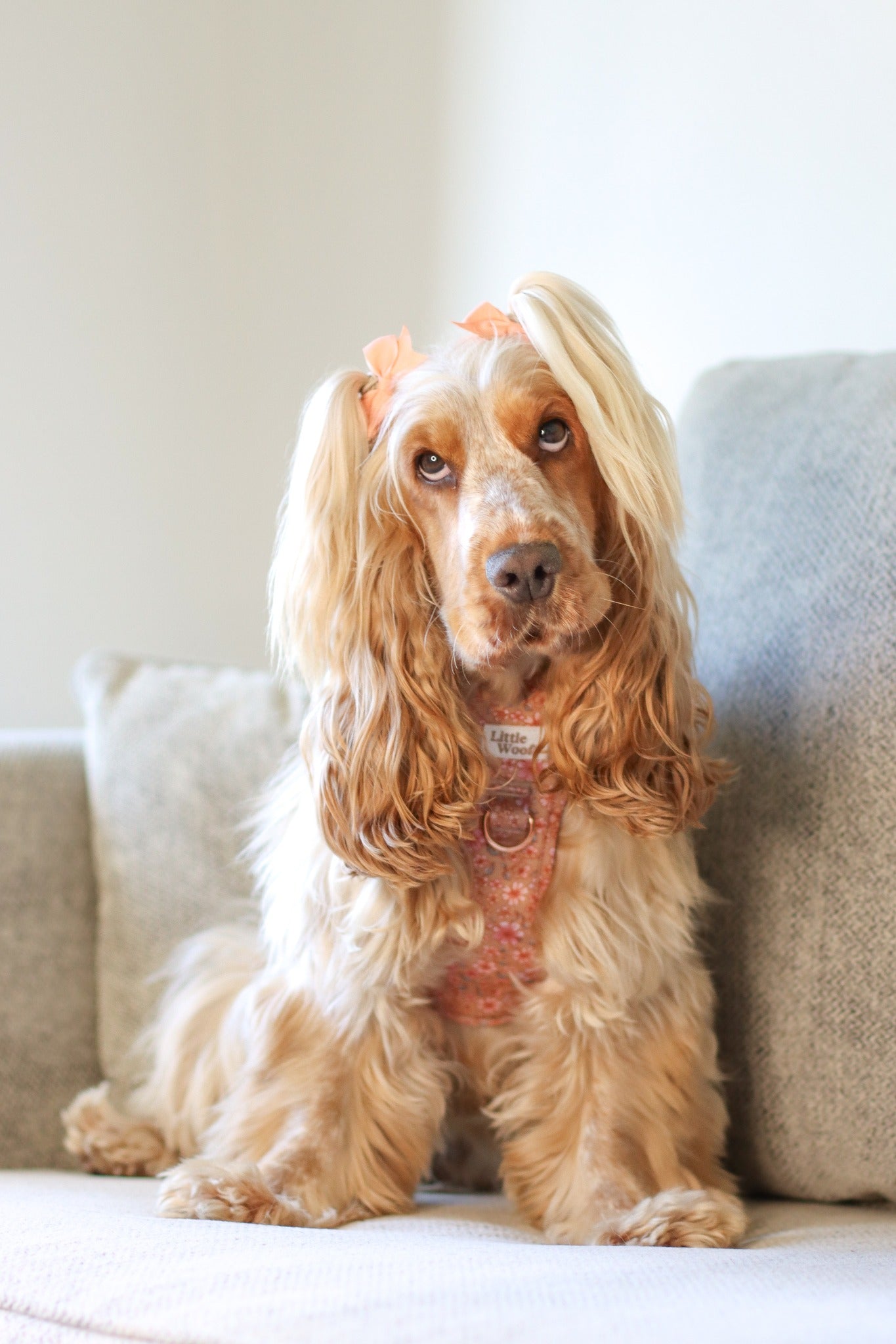 Rustic Rose - 3 click dog harness