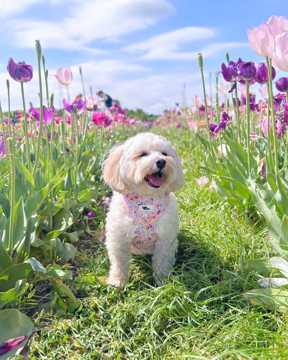 Pastel Bloom - adjustable harness