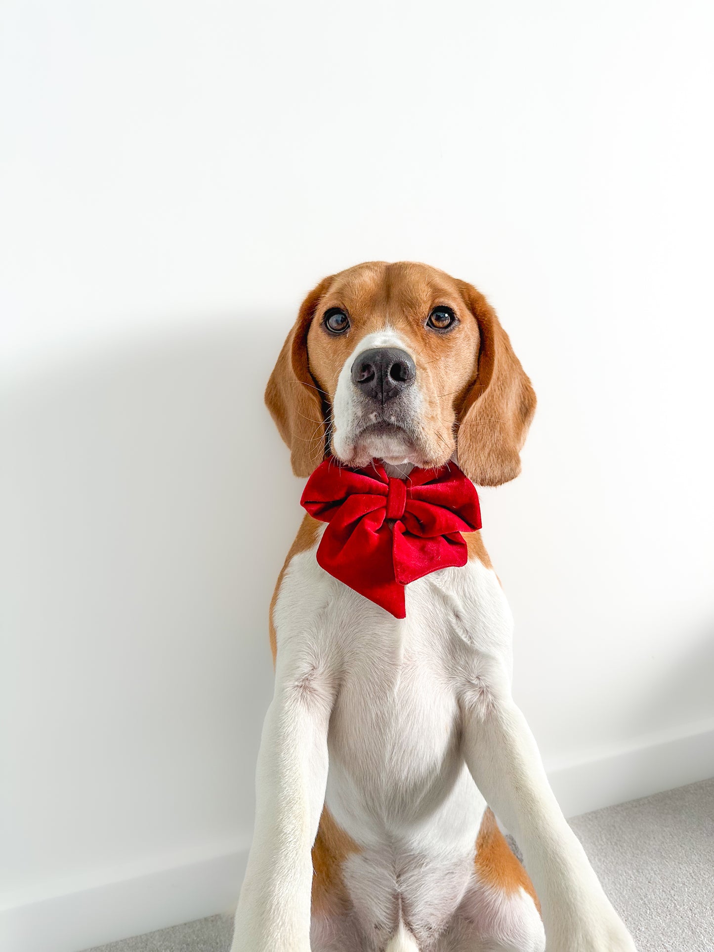 Red velvet sailor bow