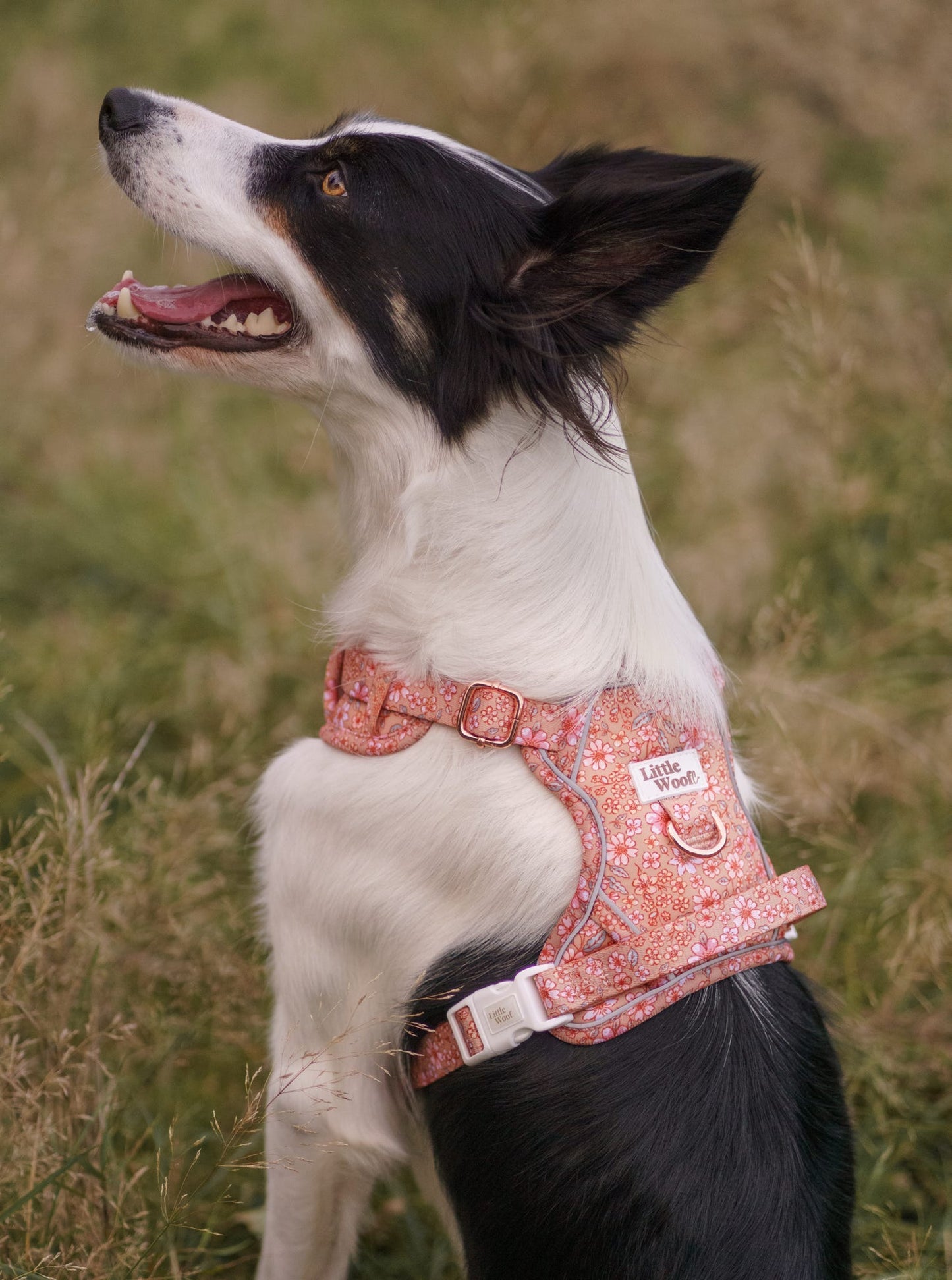 Rustic Rose - 3 click dog harness