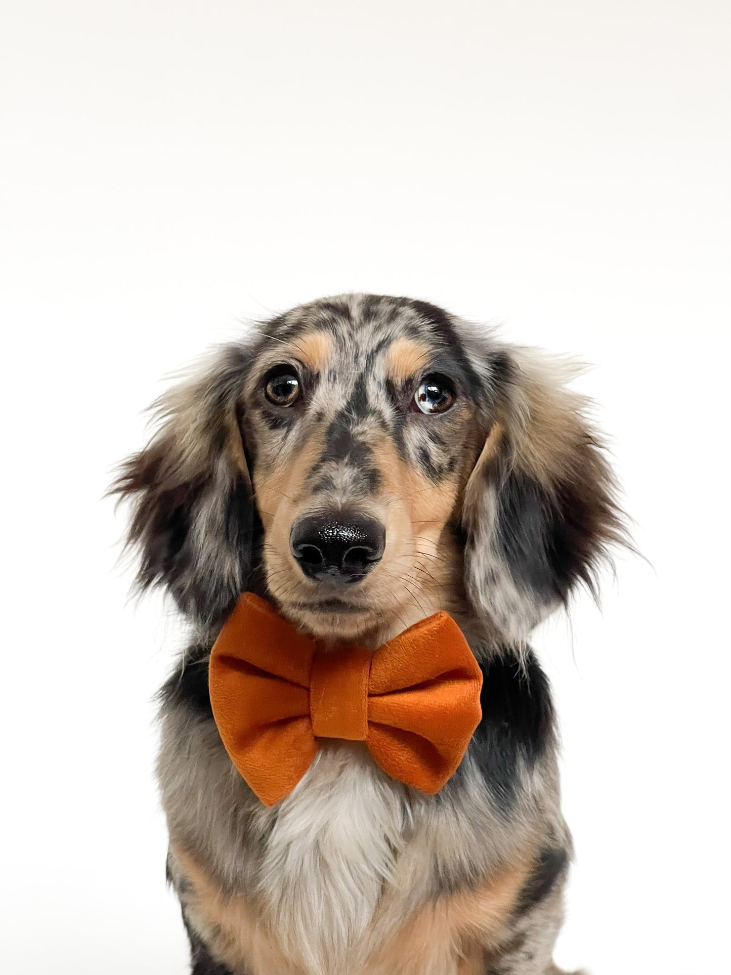 Maple velvet bowtie