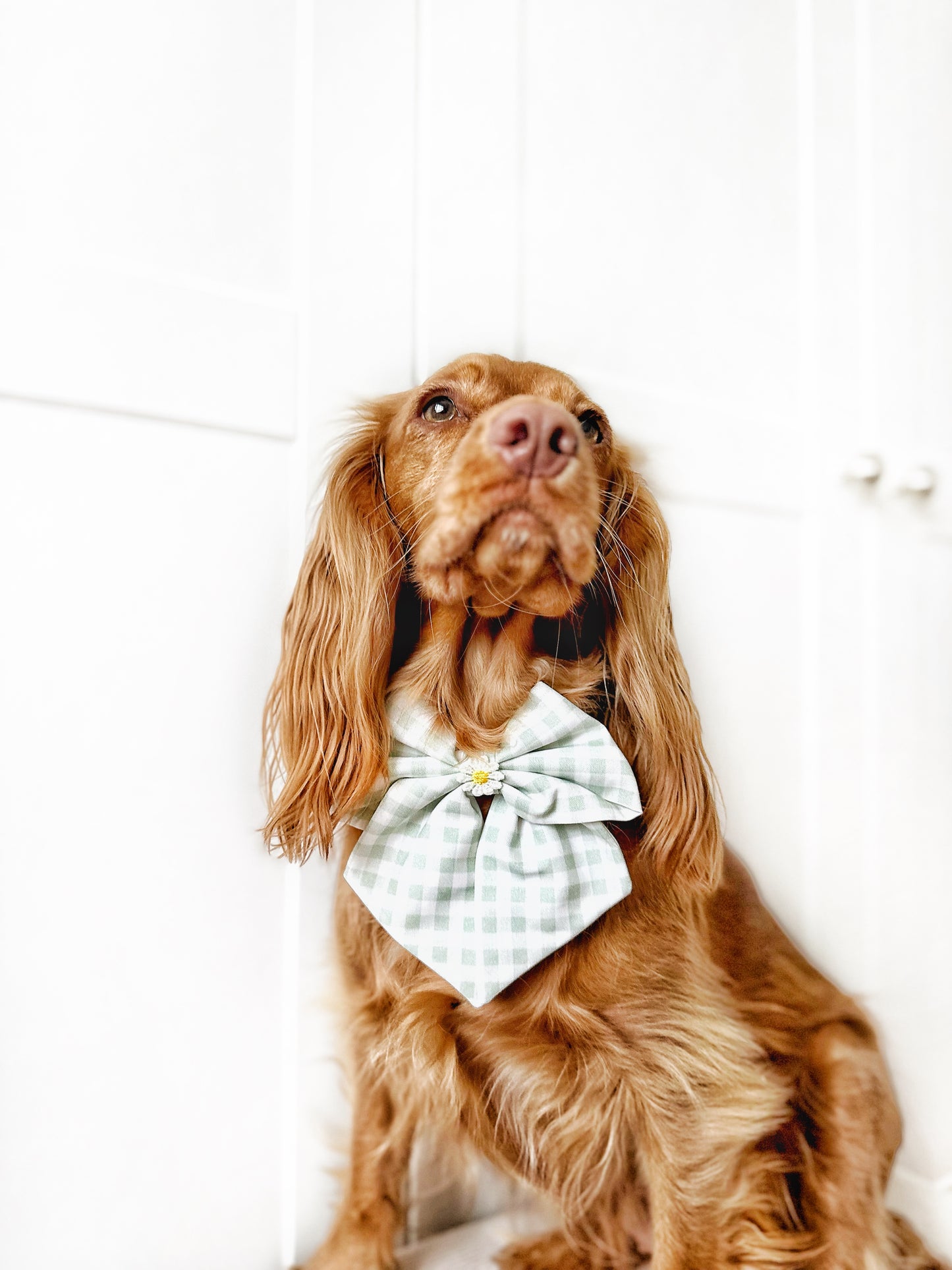 Evergreen check sailor bow