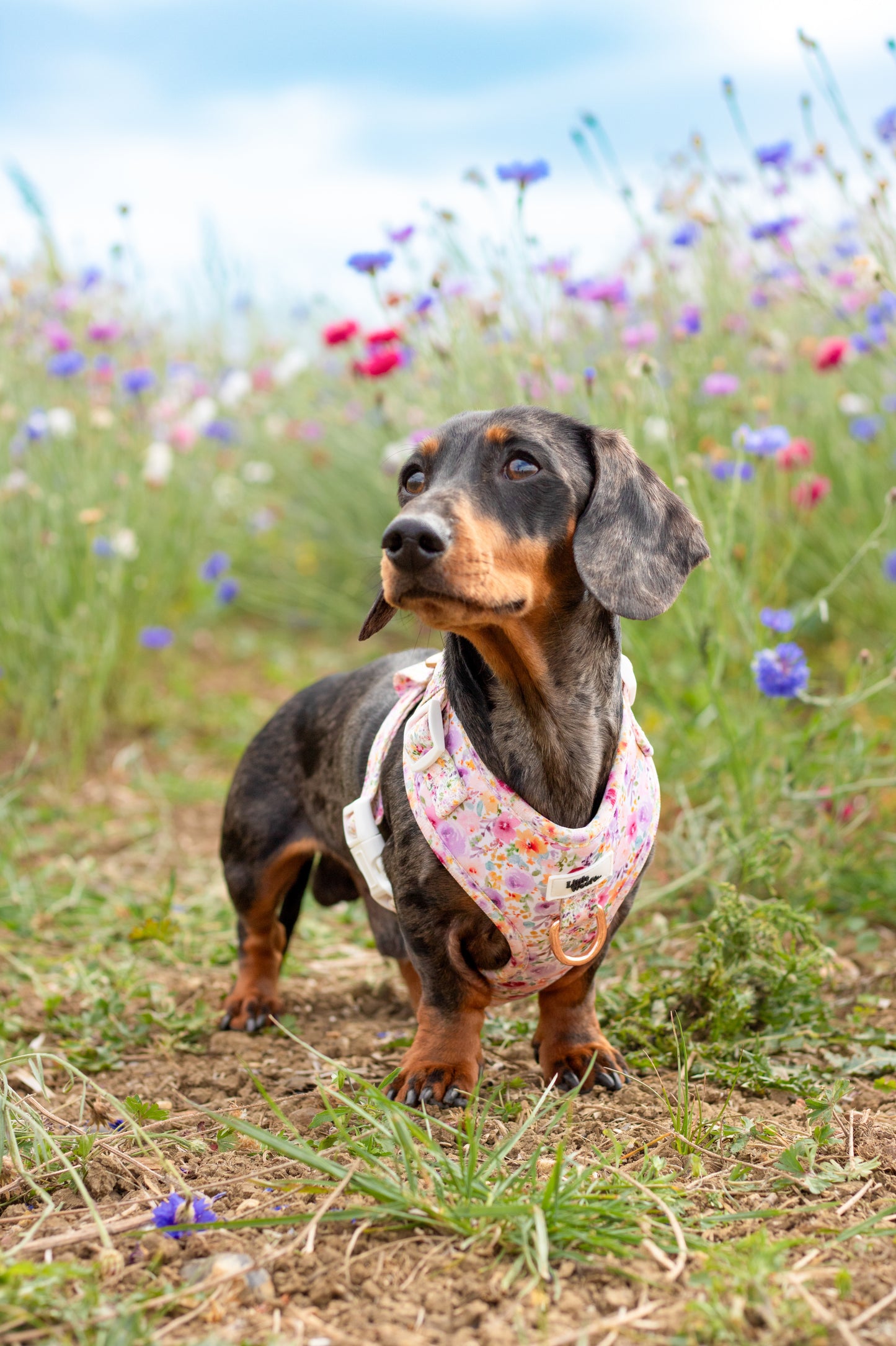 Pastel Bloom - adjustable harness