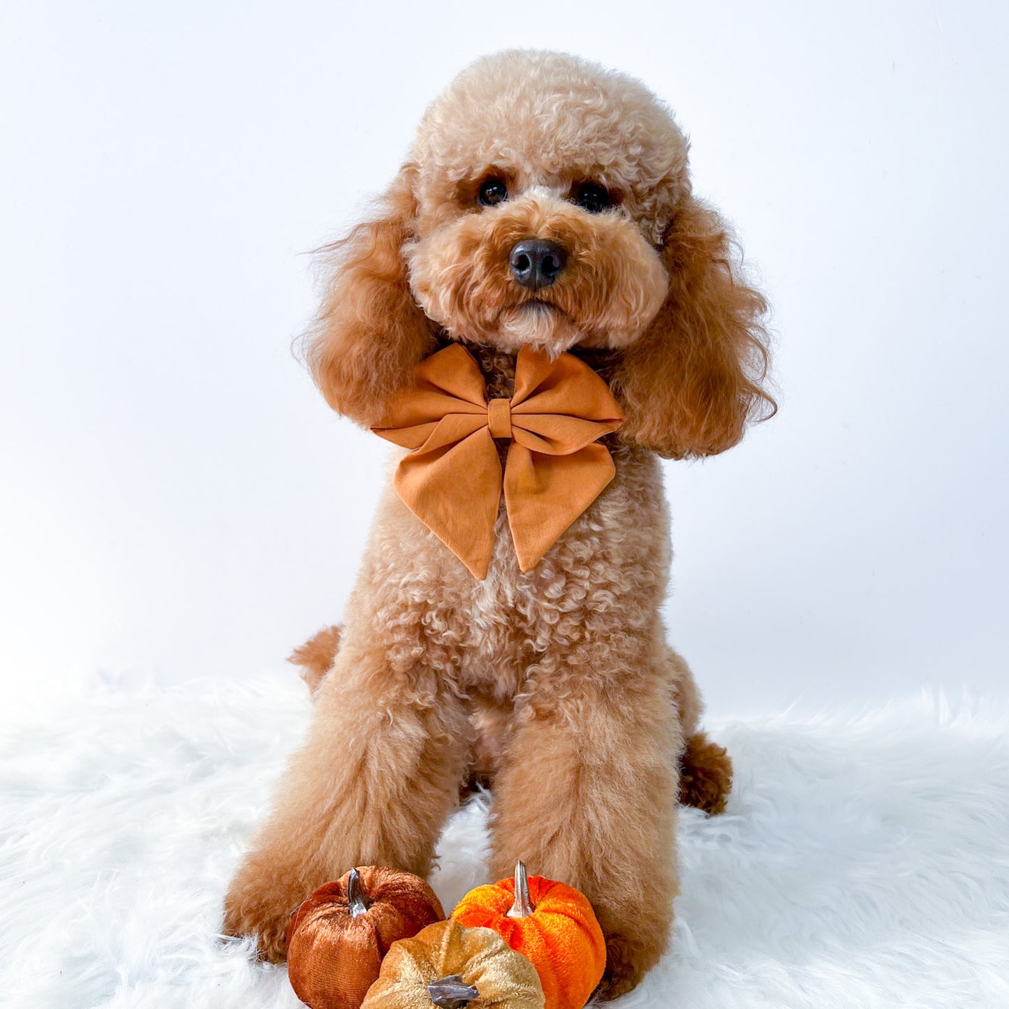 Ginger Sailor bow