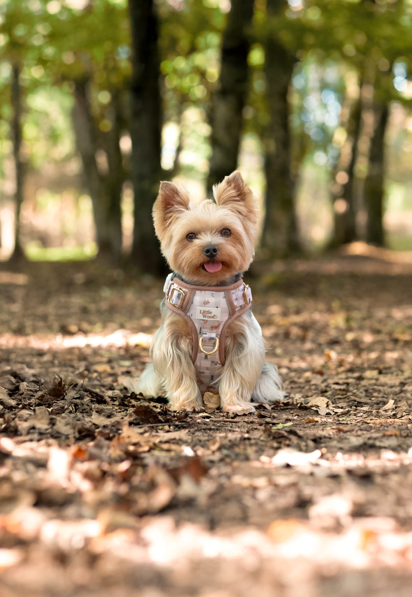 Woodland walkies - 3 click dog harness