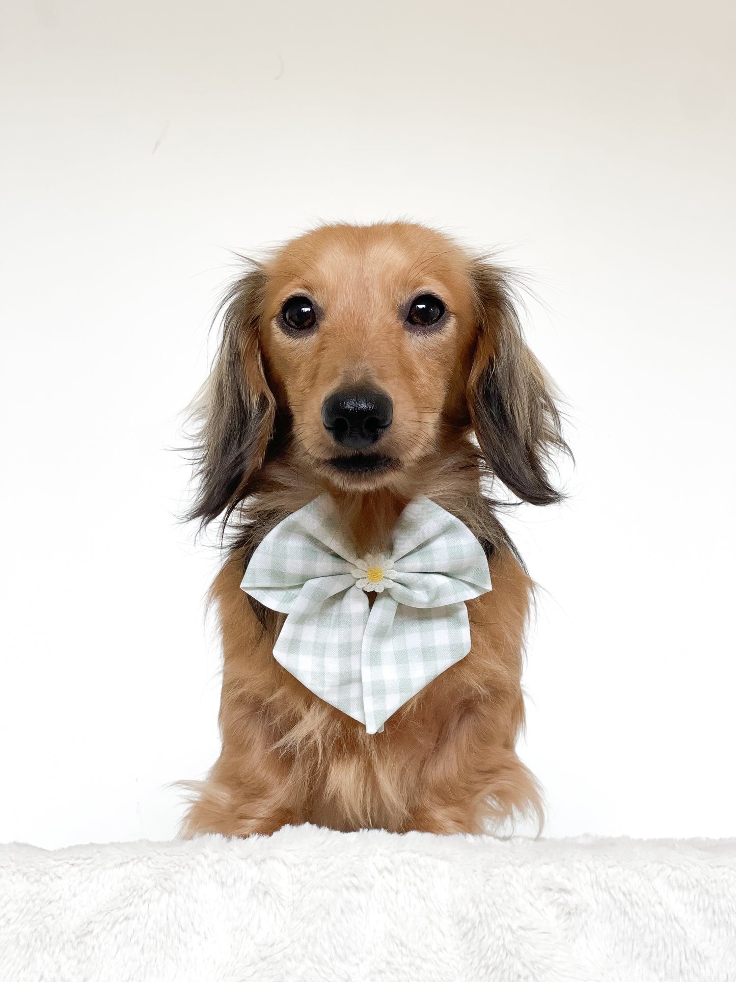 Evergreen check sailor bow