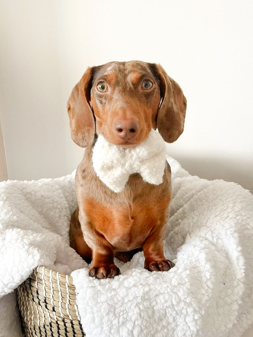 Rudolph White fluffy bow tie
