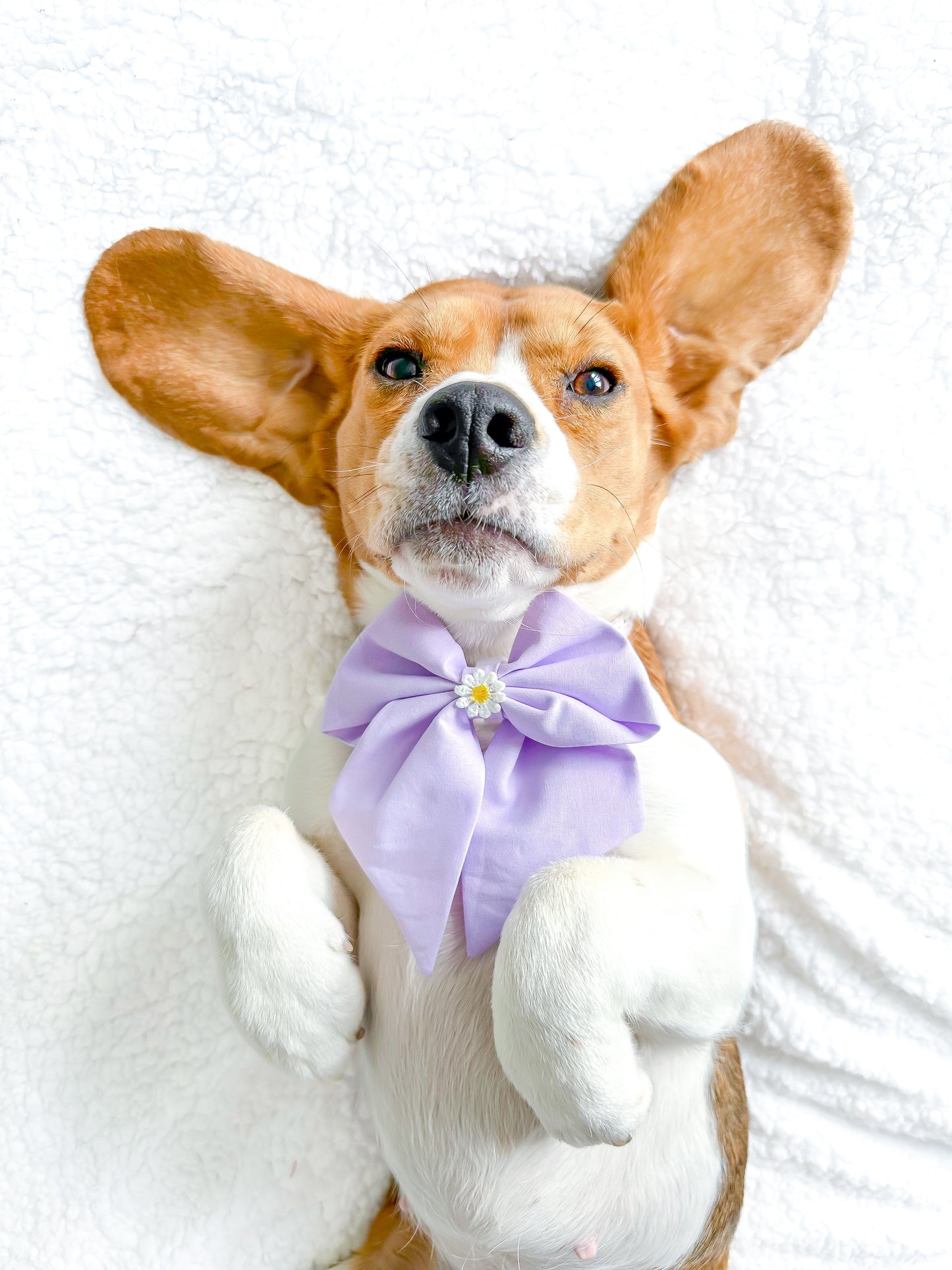 Lila sailor bow