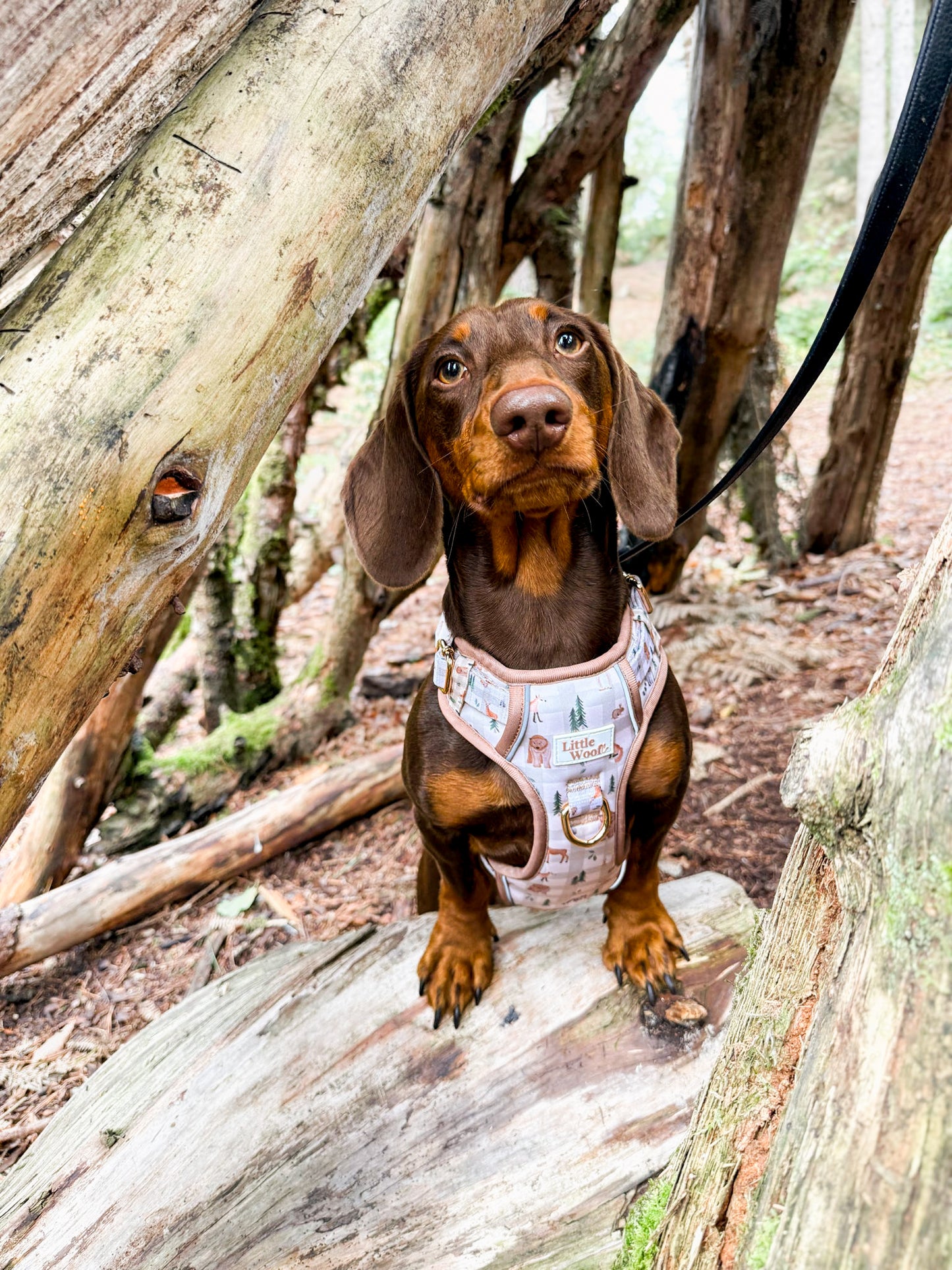 Woodland walkies - 3 click dog harness