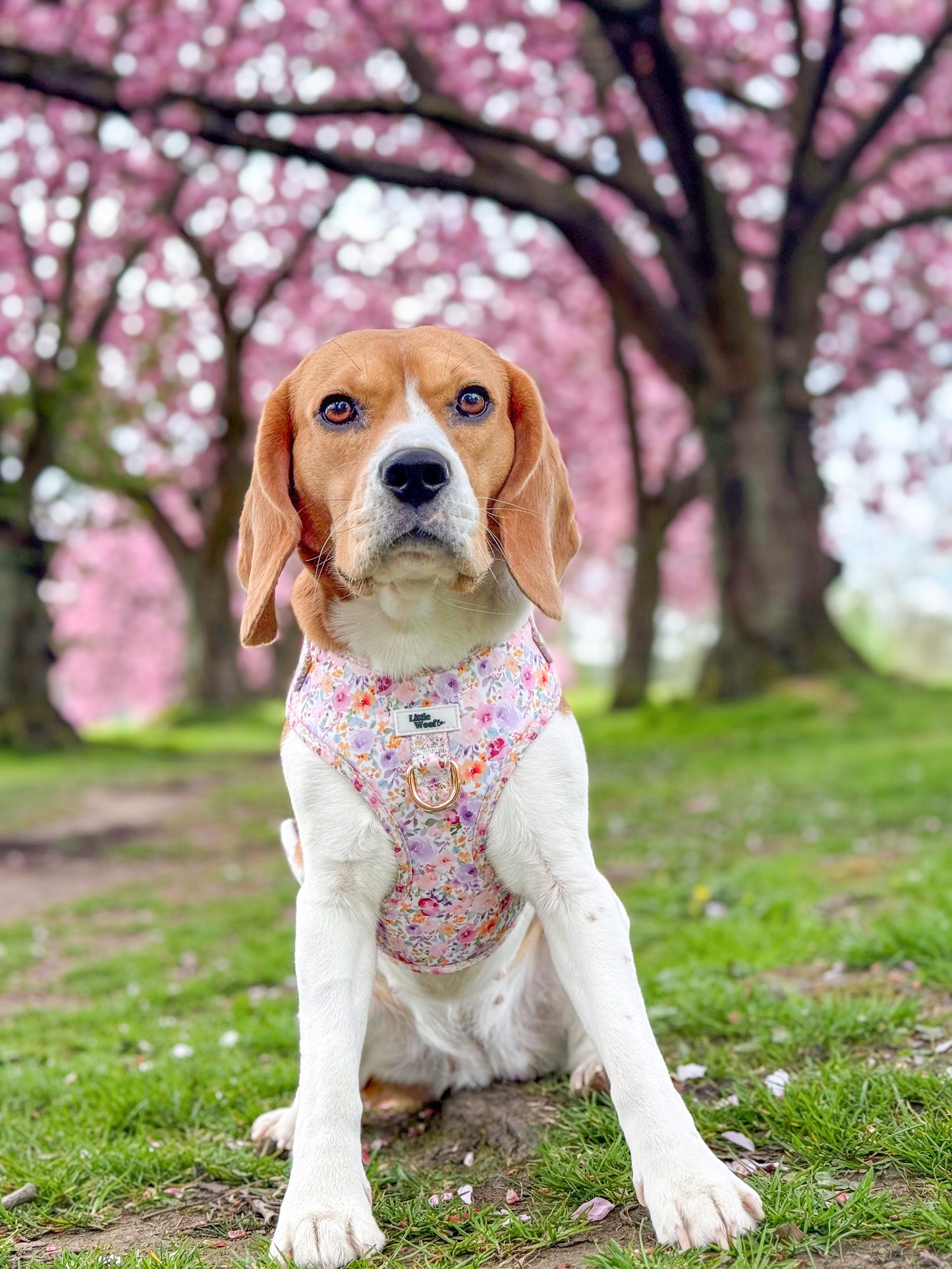 Pastel Bloom - adjustable harness