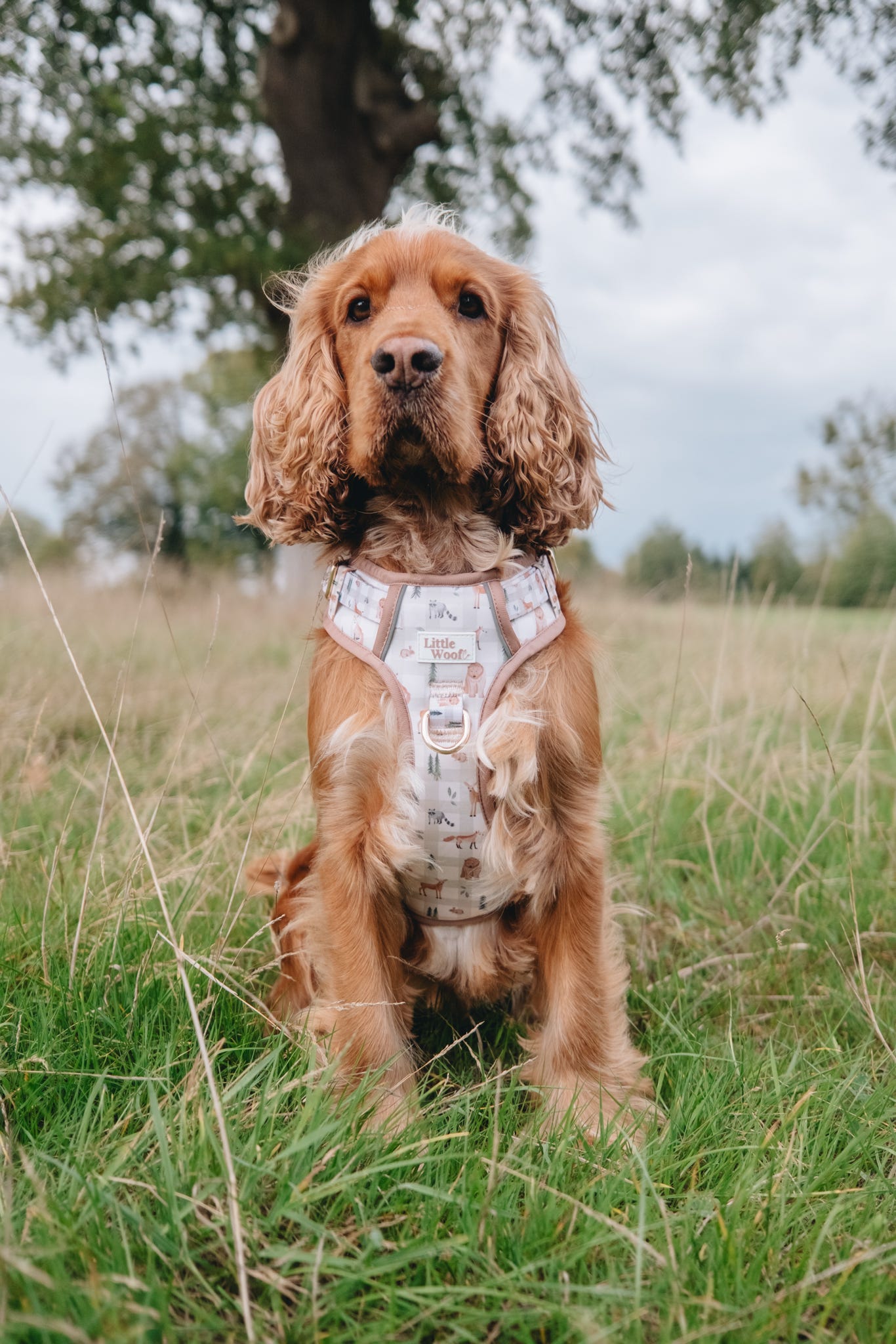 Woodland walkies - 3 click dog harness