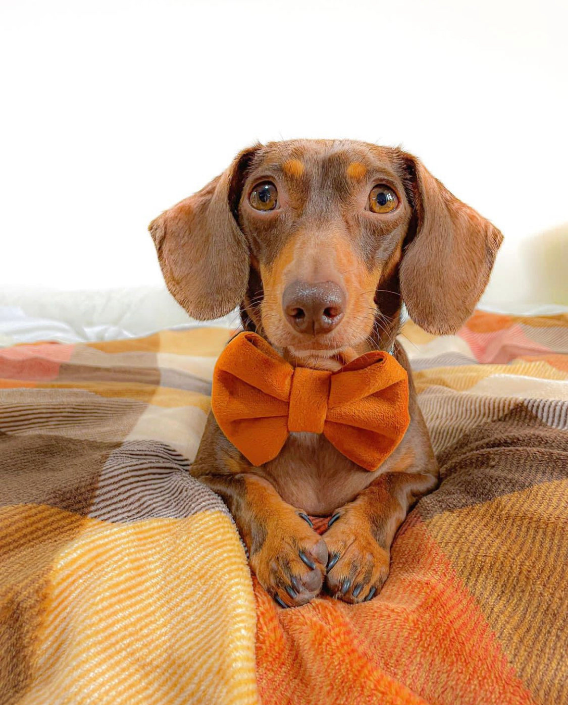 Maple velvet bowtie