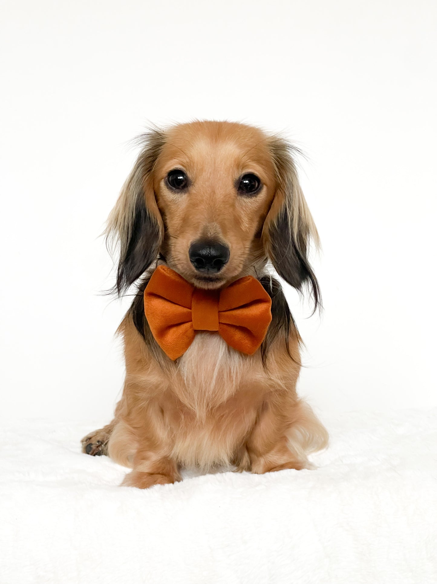 Maple velvet bowtie