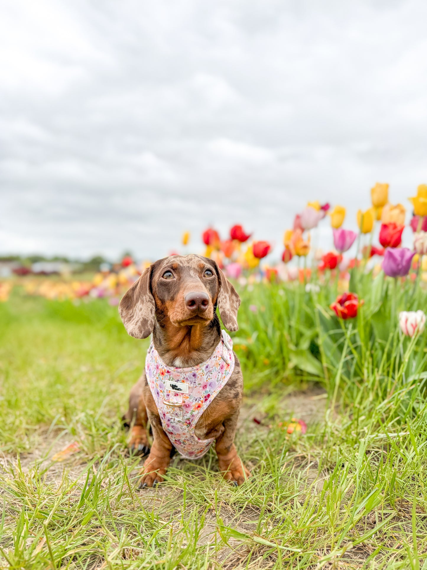 Pastel Bloom - adjustable harness