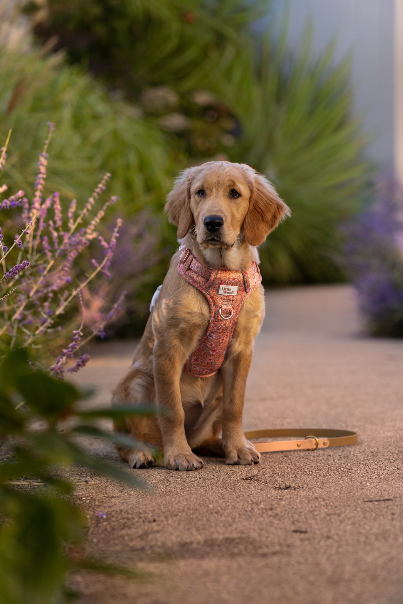 Rustic Rose - 3 click dog harness