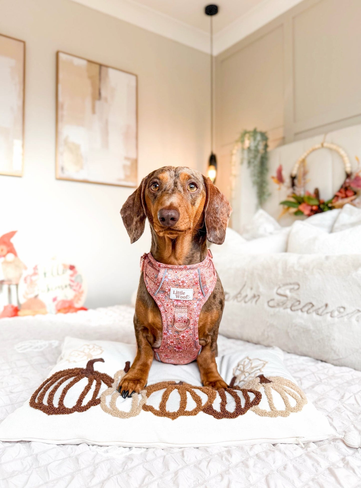 Rustic Rose - 3 click dog harness