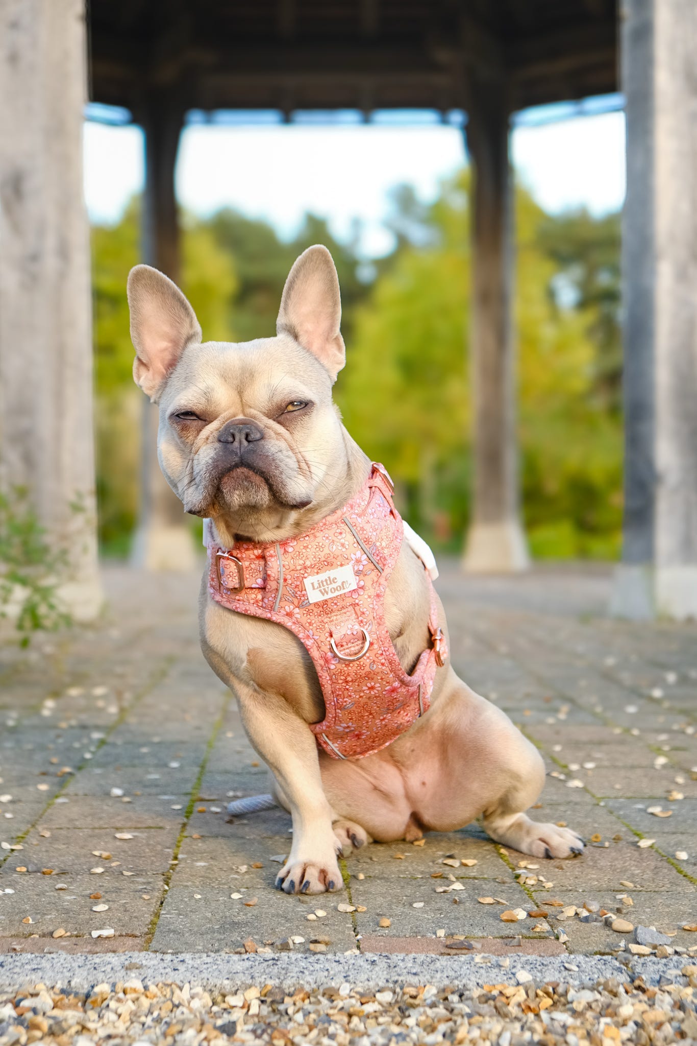 Rustic Rose - 3 click dog harness