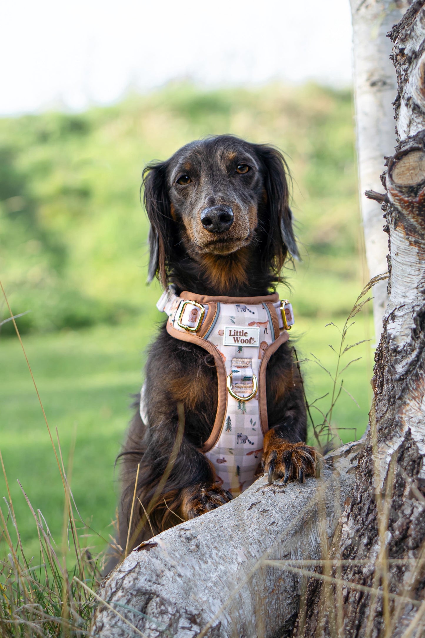 Woodland walkies - 3 click dog harness