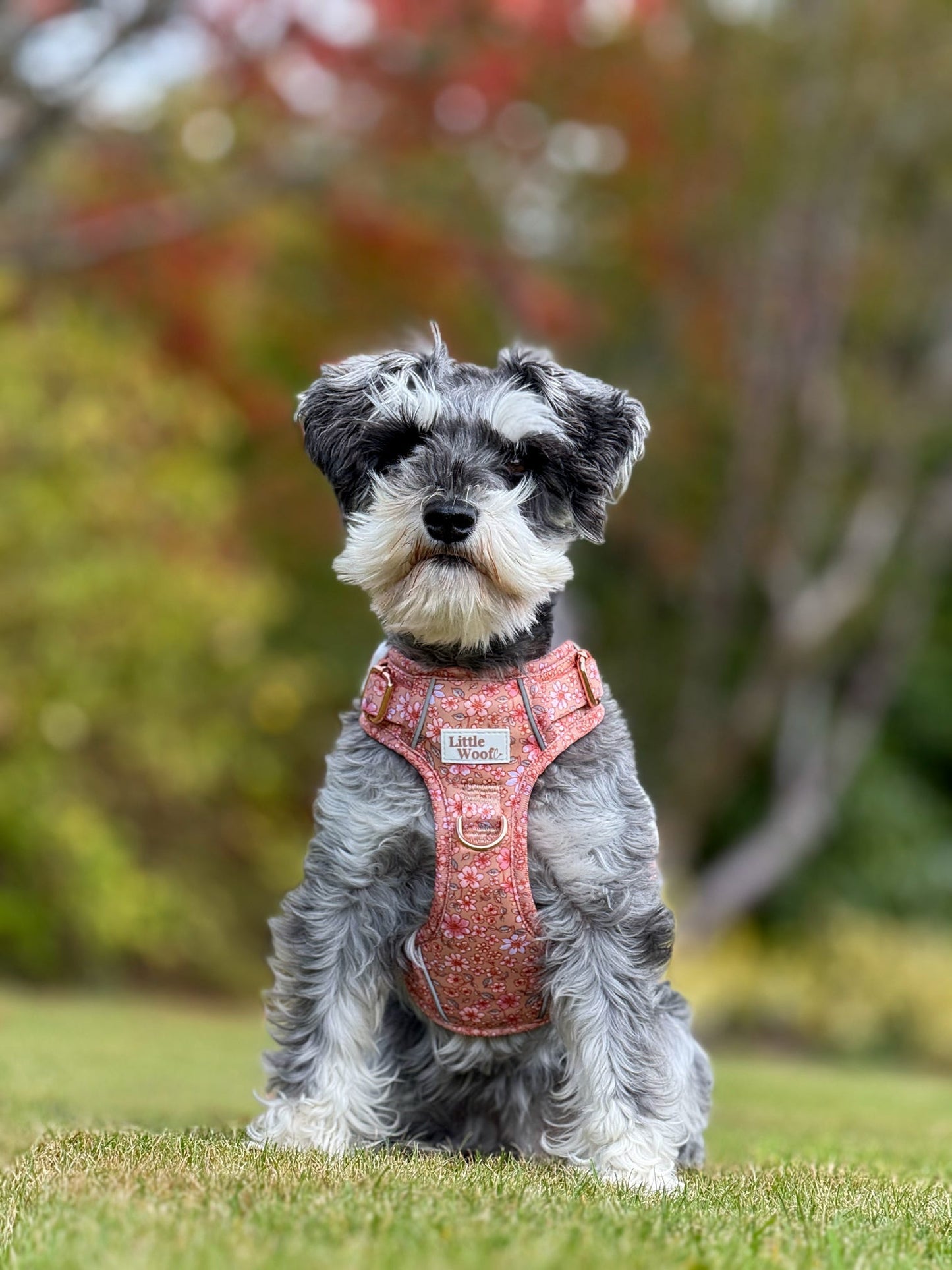 Rustic Rose - 3 click dog harness