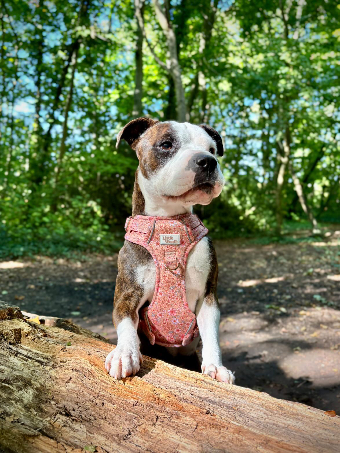 Rustic Rose - 3 click dog harness