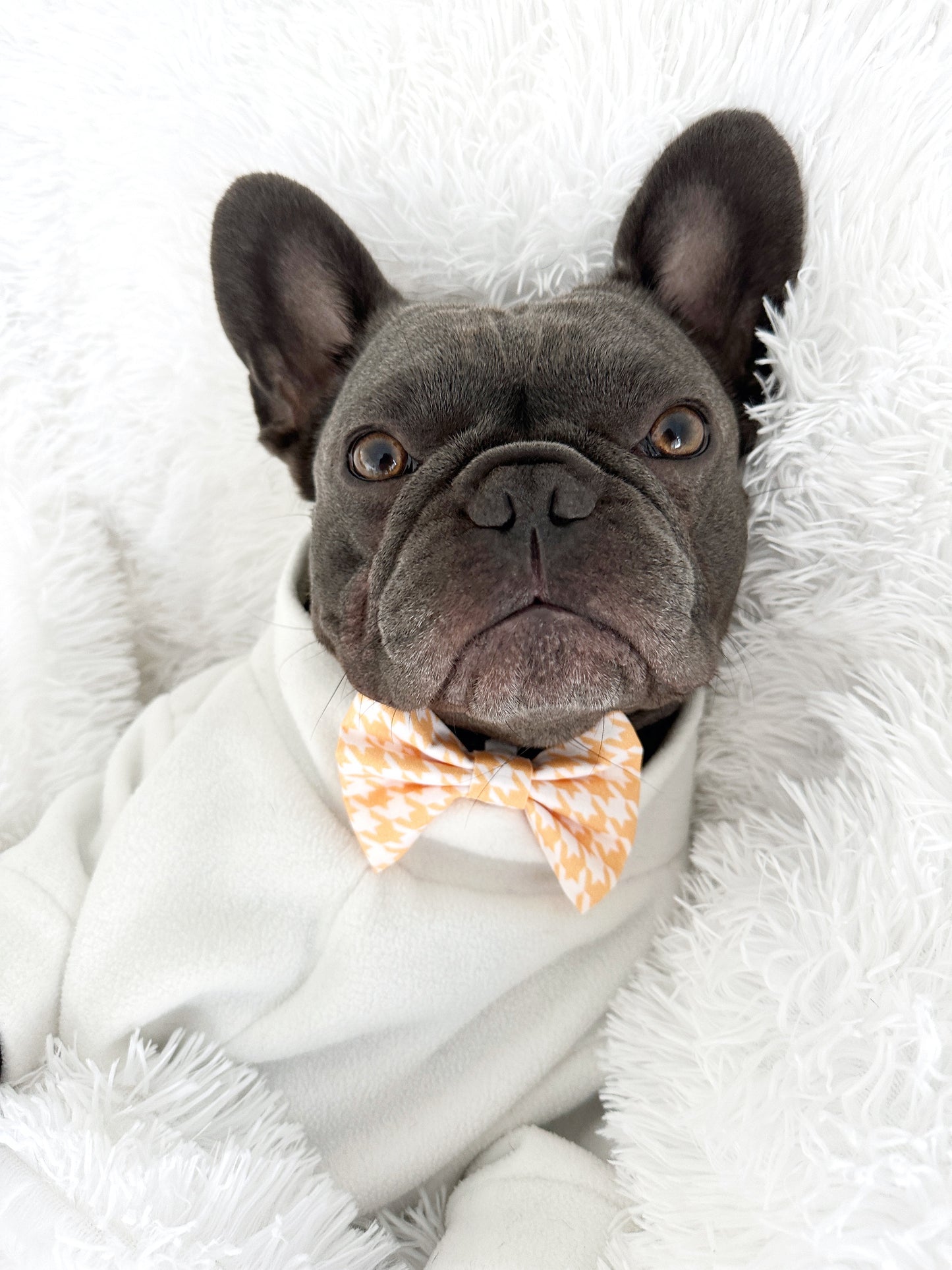 Mango Sorbet Bowtie