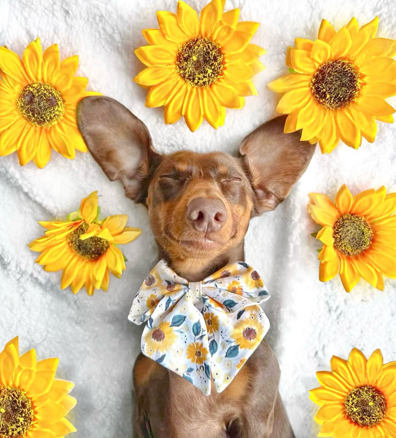 Sunflower Spring Sailor Bow