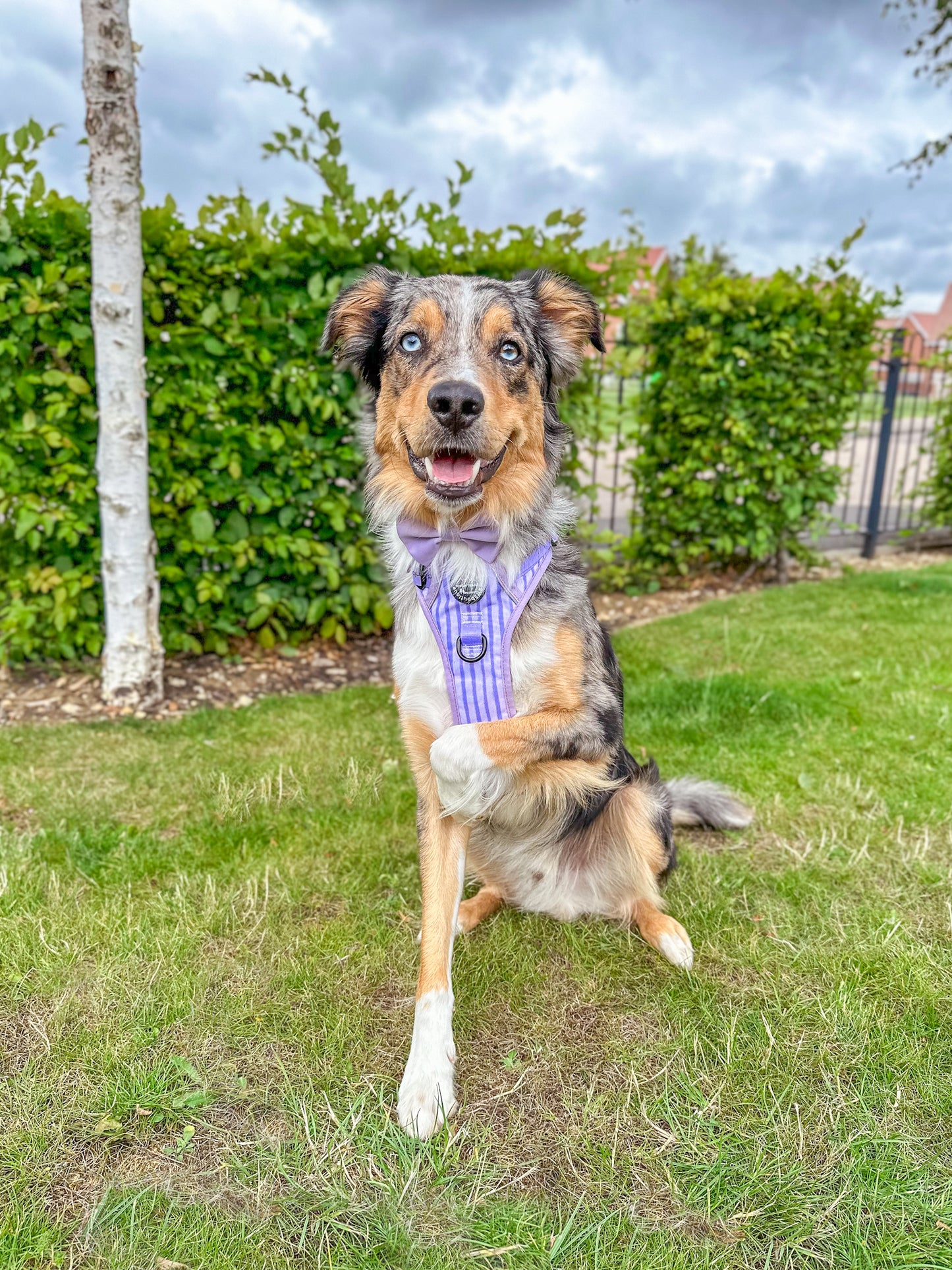 Lilac Satin bowtie