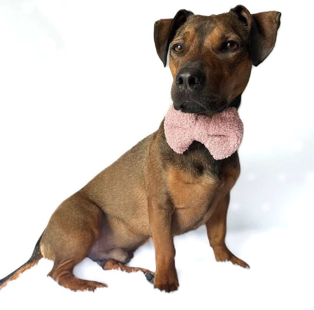 Rosie Teddy Bear bow