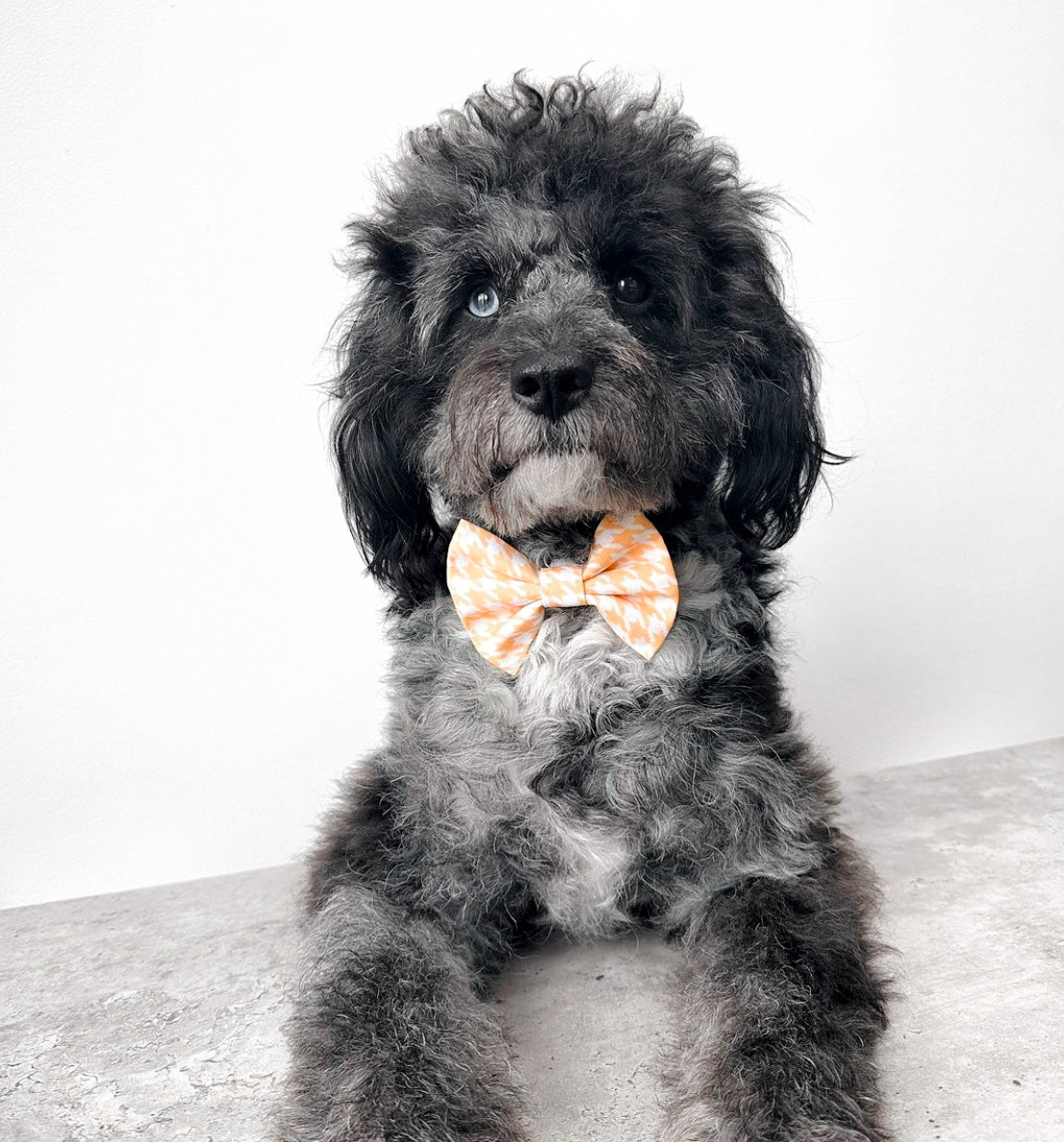 Mango Sorbet Bowtie