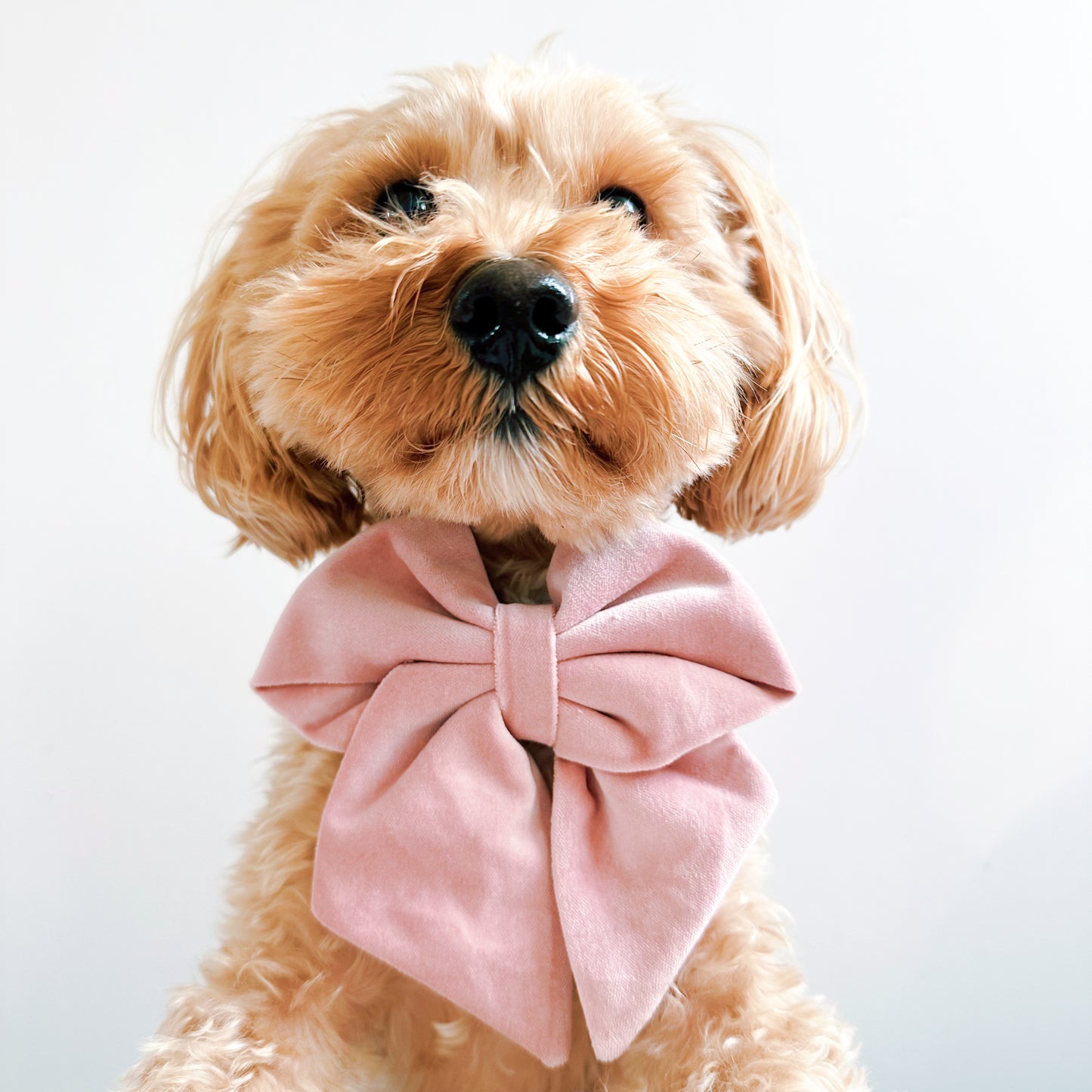 Pink velvet sailor bow