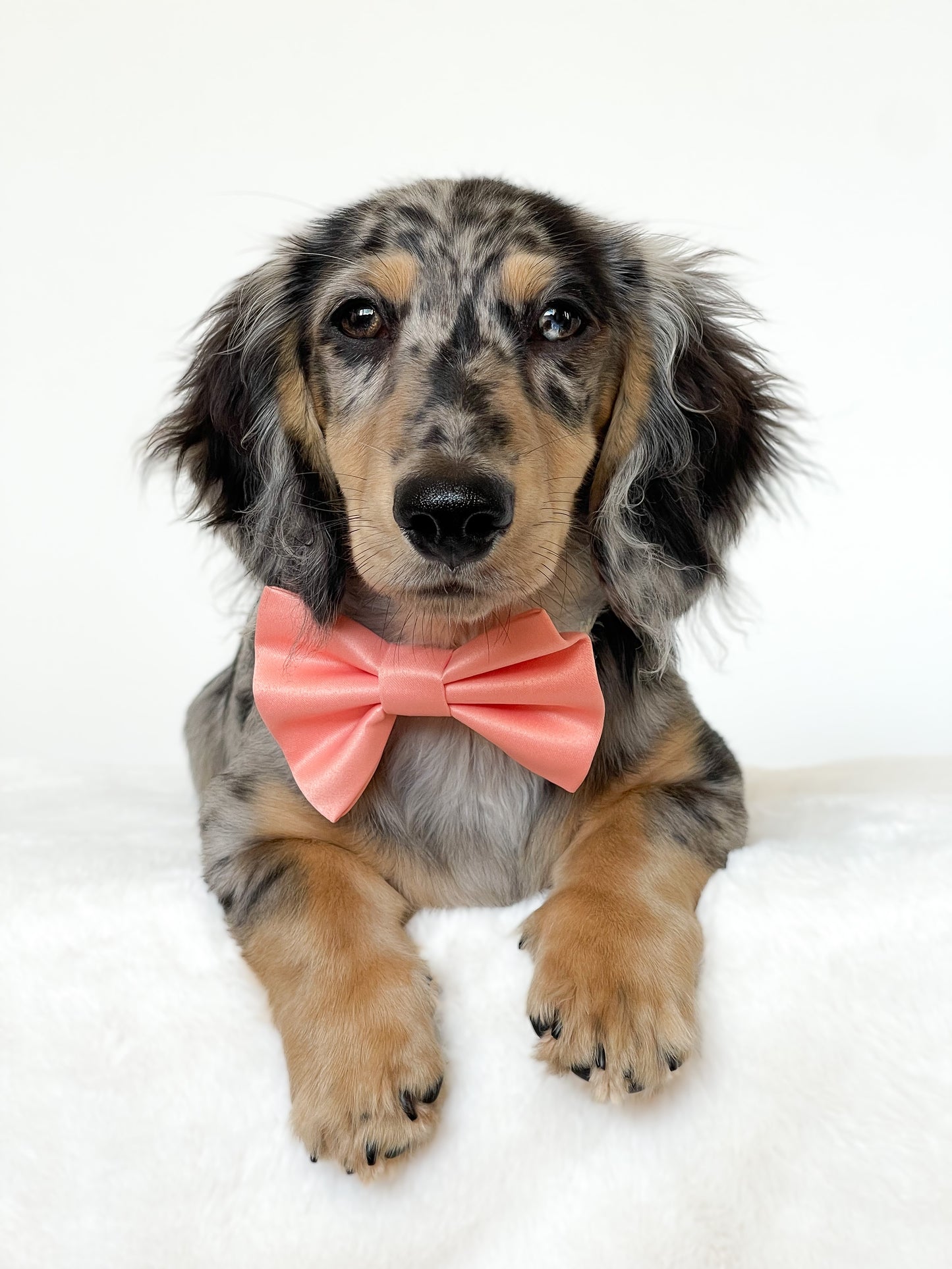 Clementine Satin Bowtie