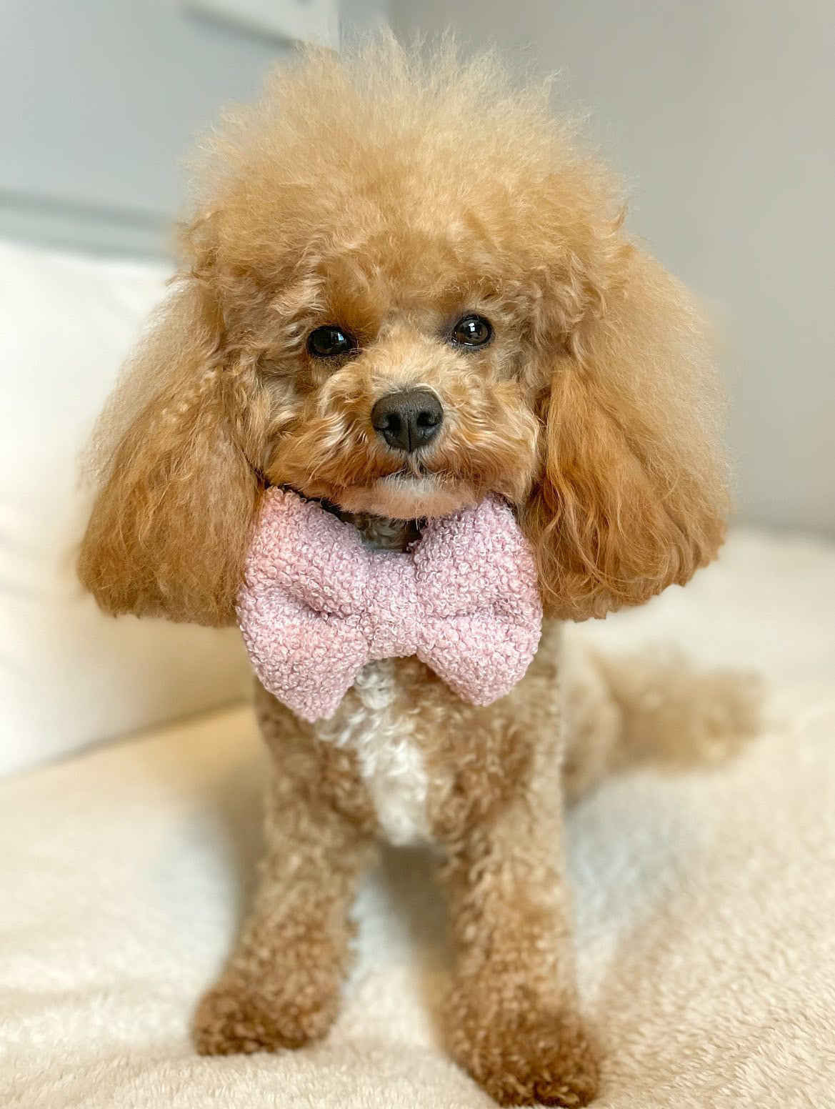 Rosie Teddy Bear bow