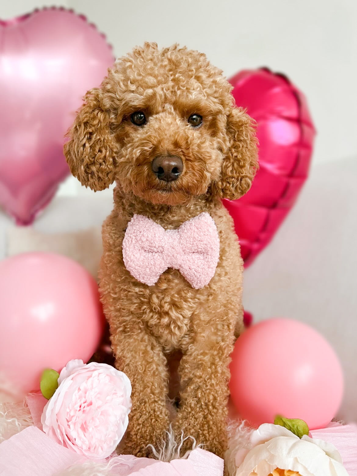 Rosie Teddy Bear bow