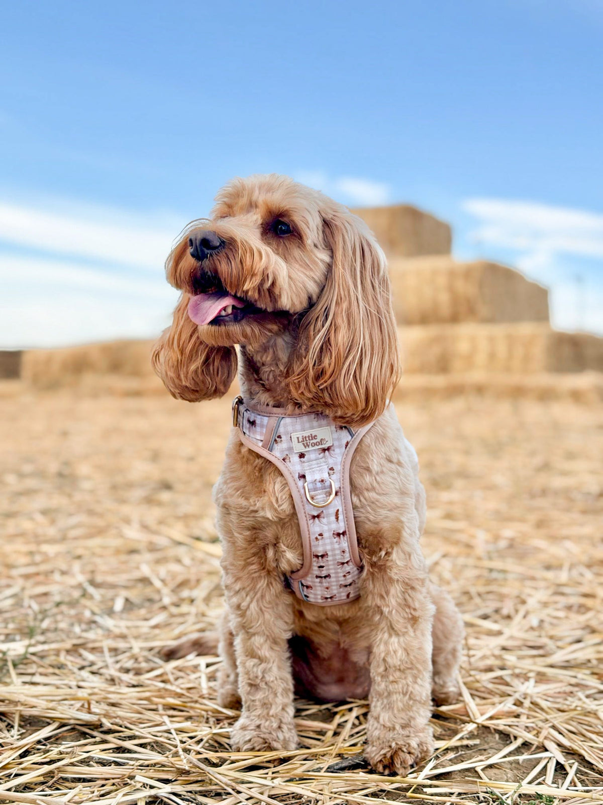 Bows & Bramble - 3-click dog harness