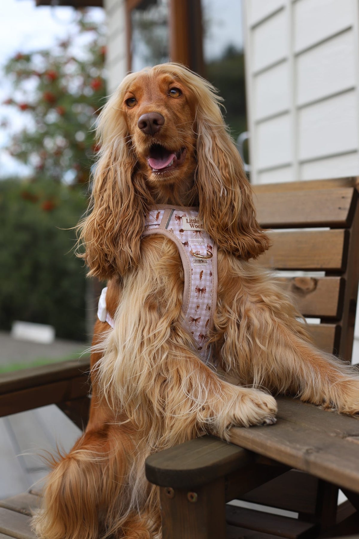 Bows & Bramble - 3-click dog harness