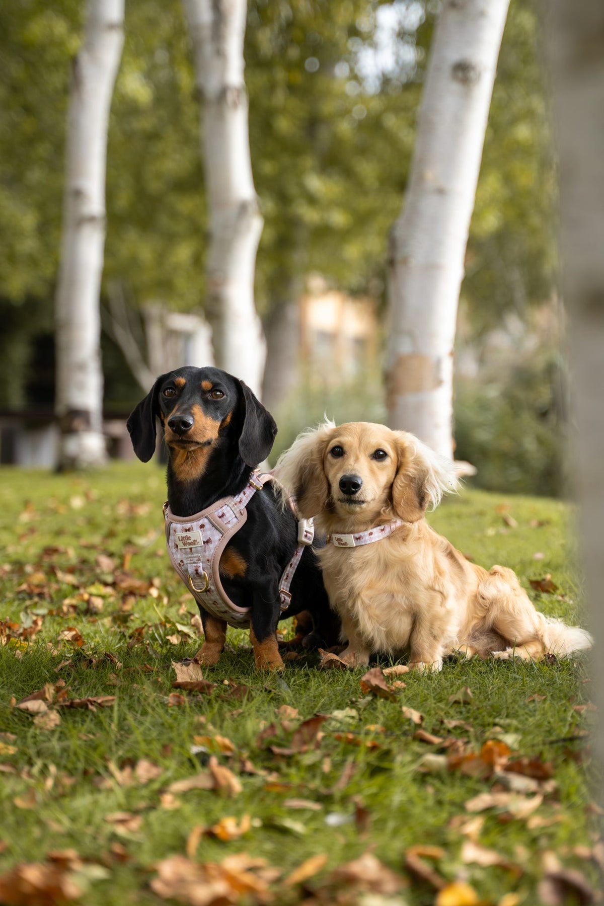 Bow & Bramble - adjustable dog collar