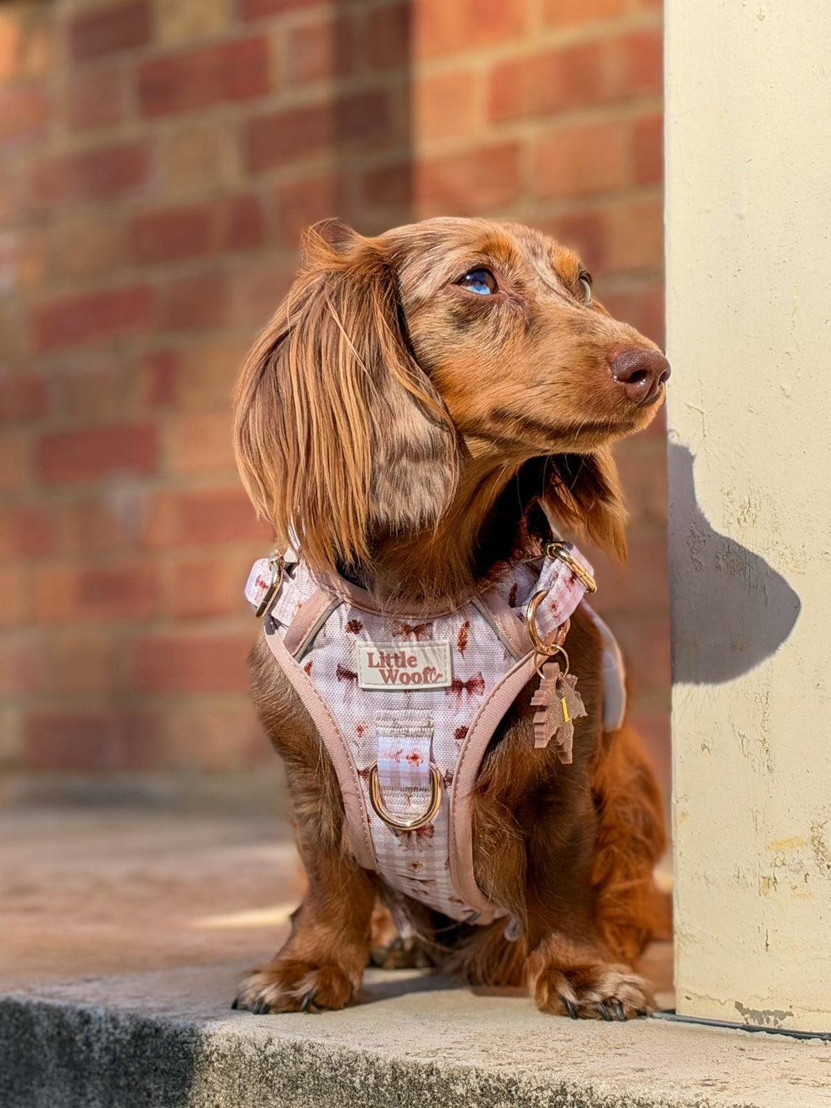 Bows & Bramble - 3-click dog harness