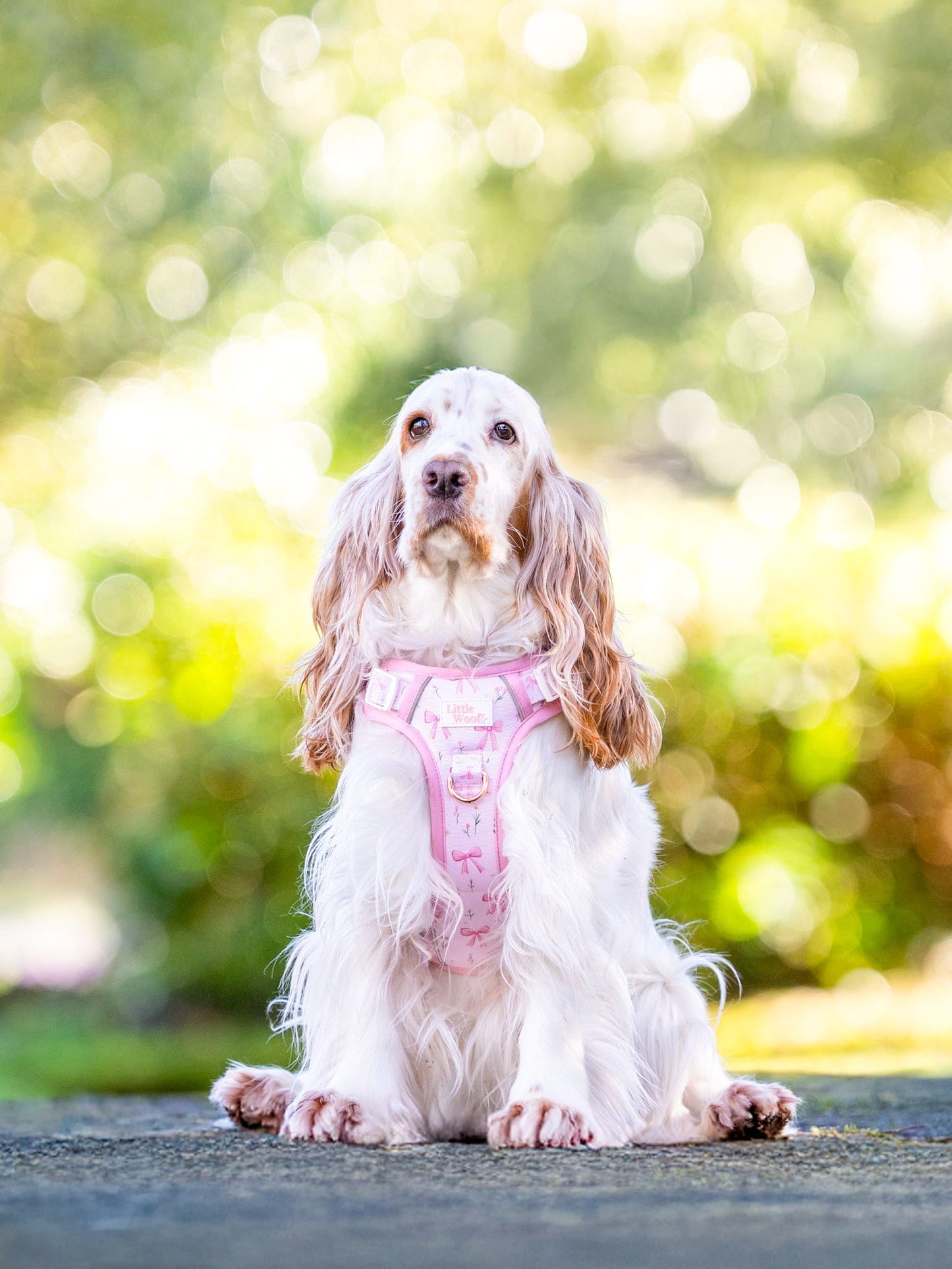 Bows & Bouquets 3-click dog harness
