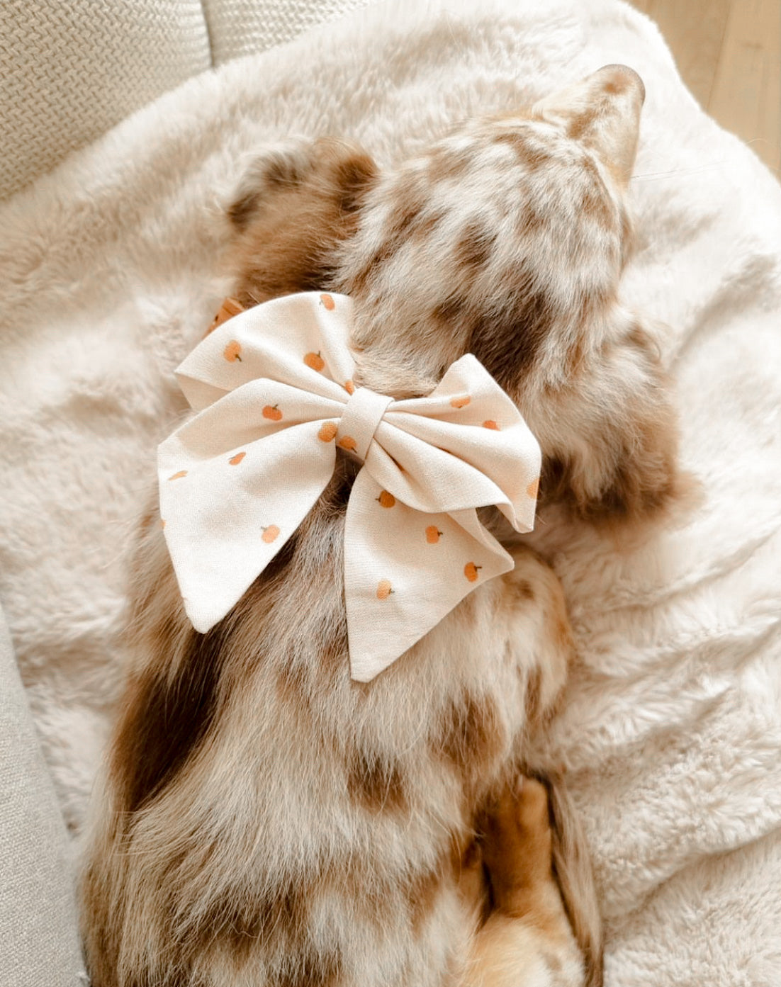 Pumpkin Patch sailor bow