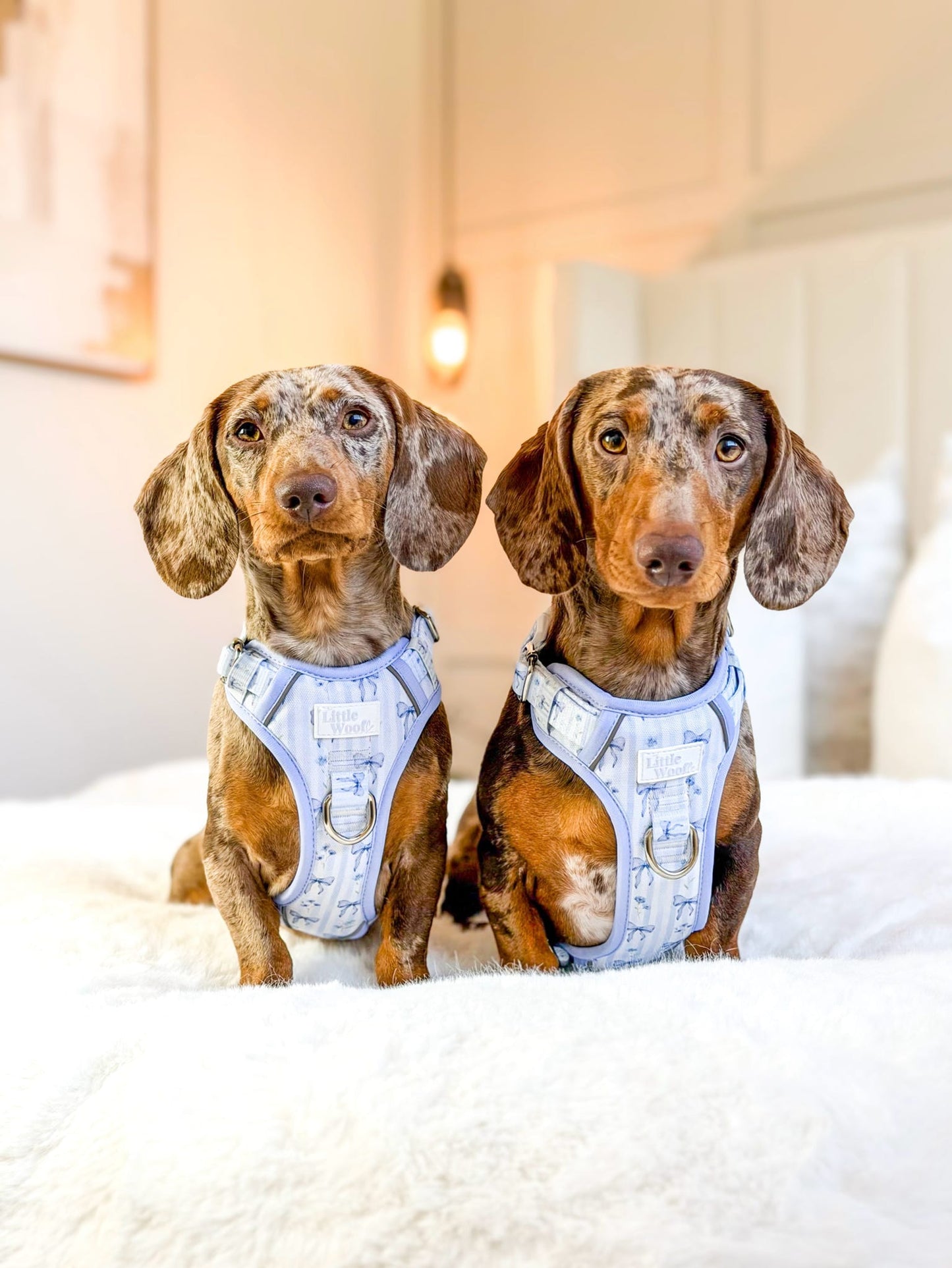 Bows & Bluebells - 3-click dog harness